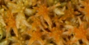 : Sphagnum troendelagicum.