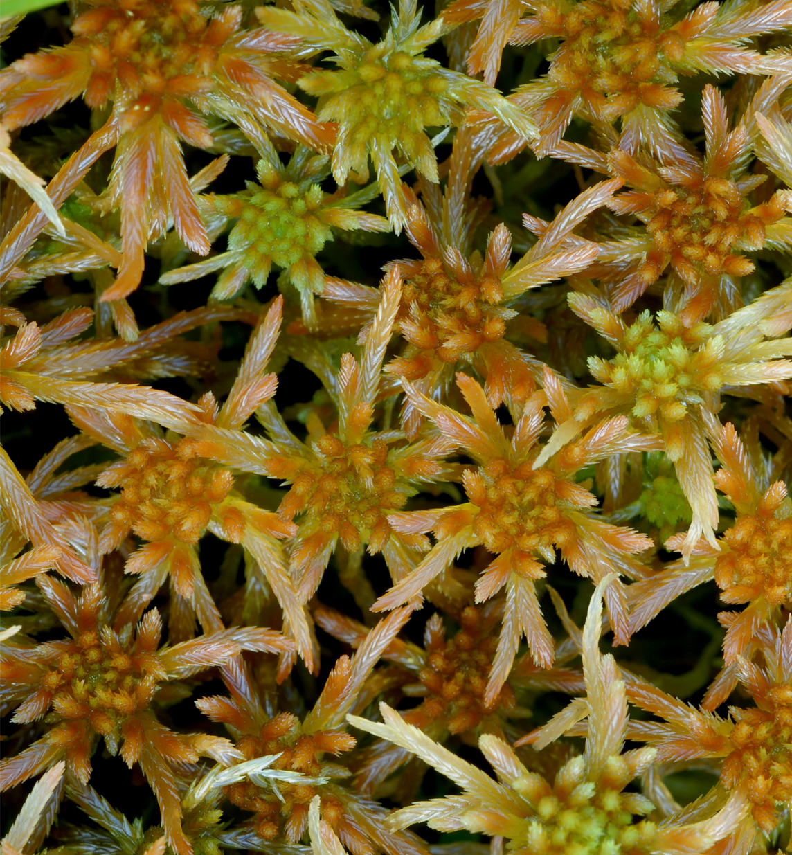 : Sphagnum (Cuspidata) fallax isoviitae. : Sphagnum (Cuspidata) flexuosum.