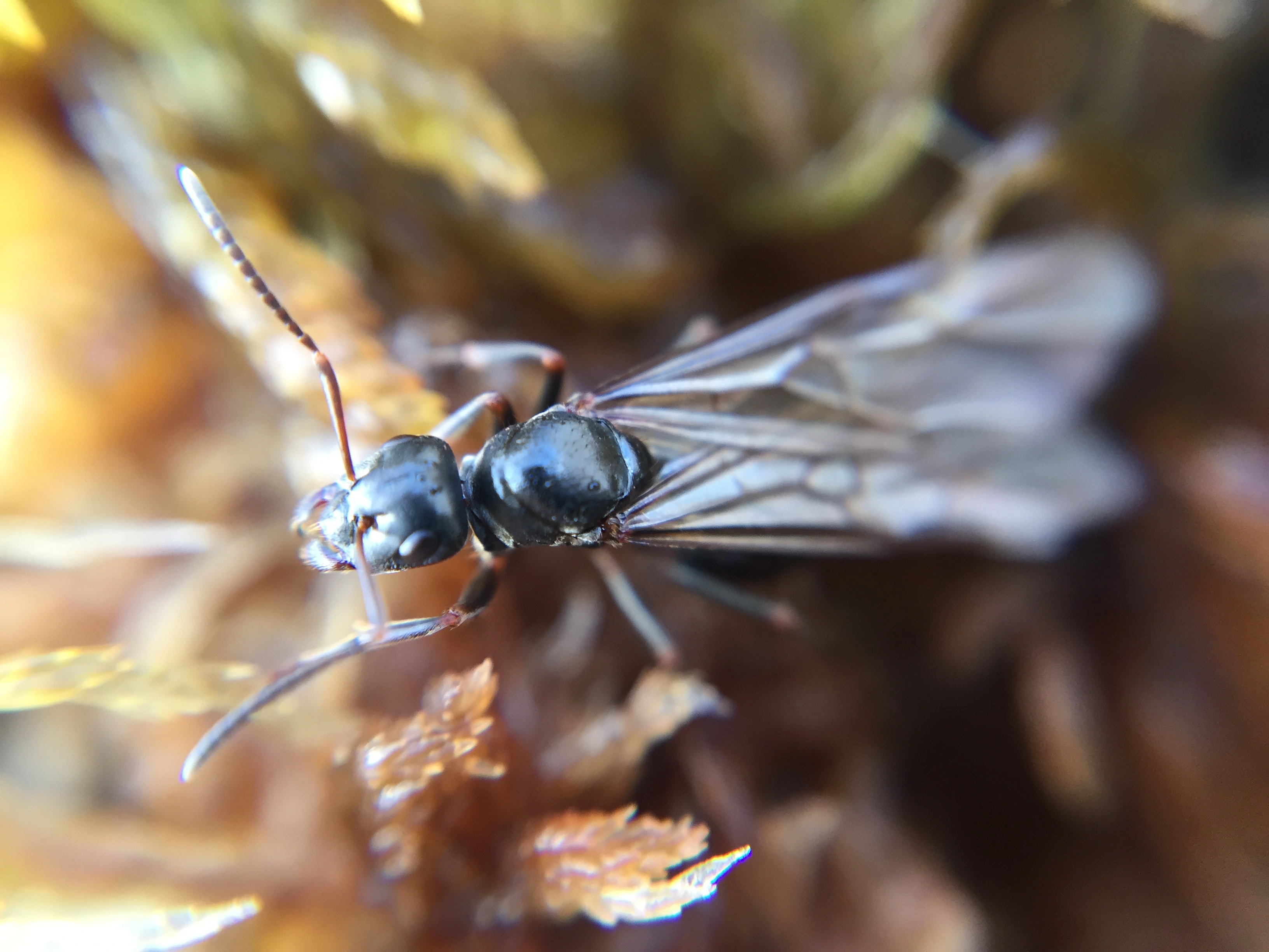 : Formica (Serviformica) picea.