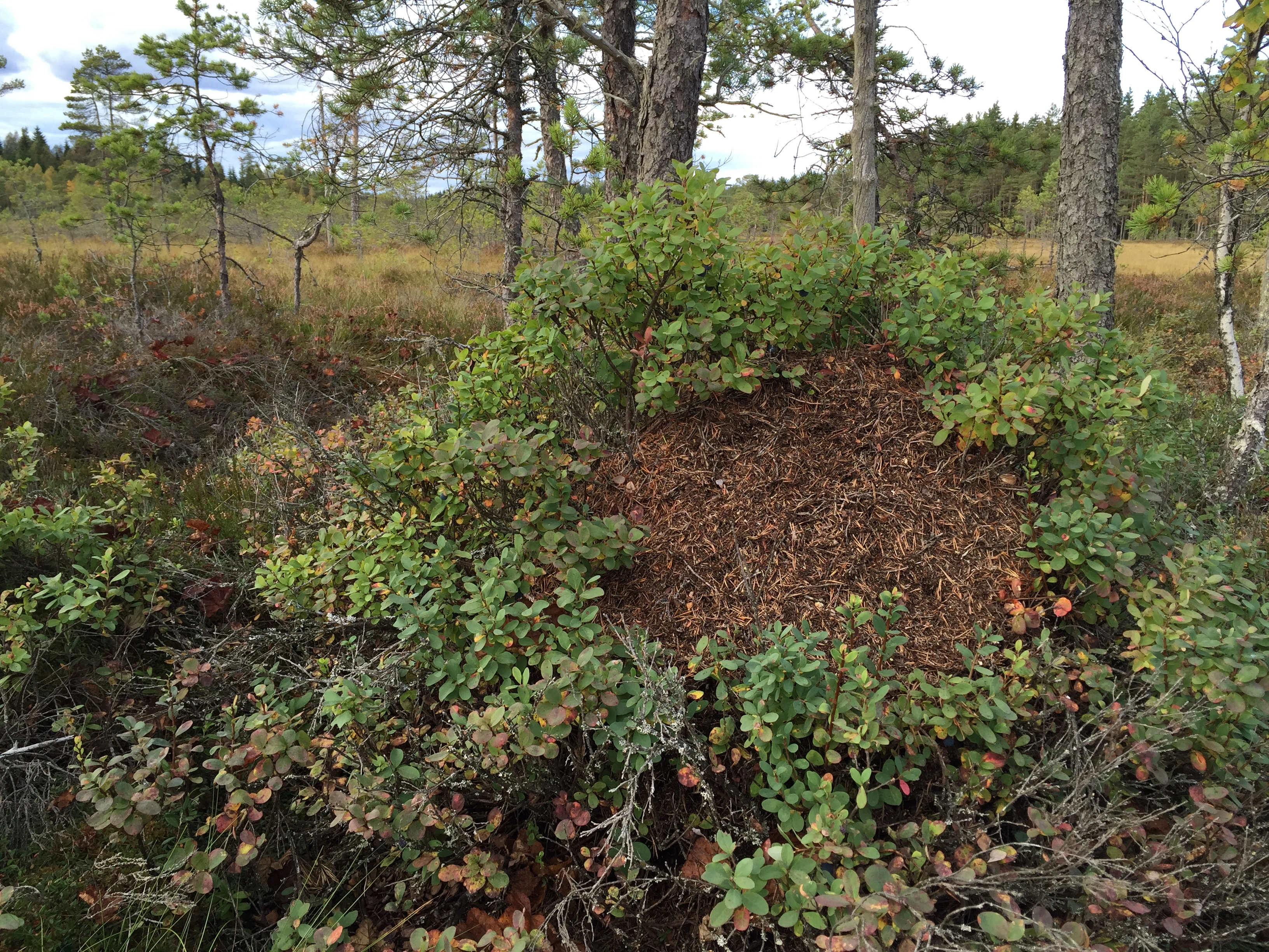 : Formica polyctena.