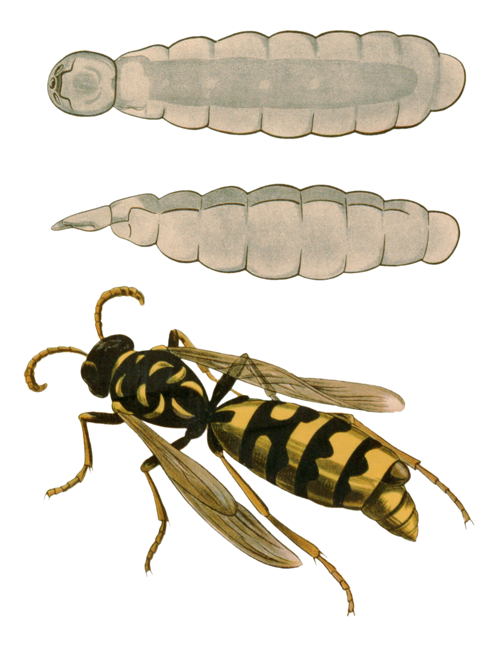 : Strepsiptera.