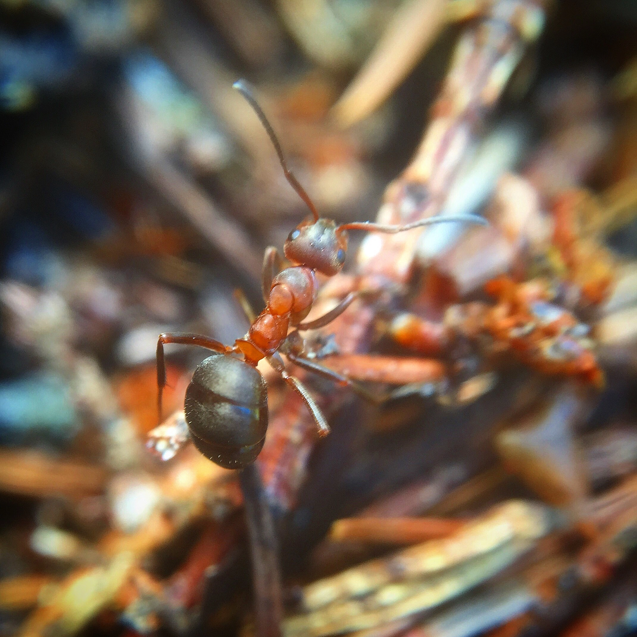 : Formica aquilonia.