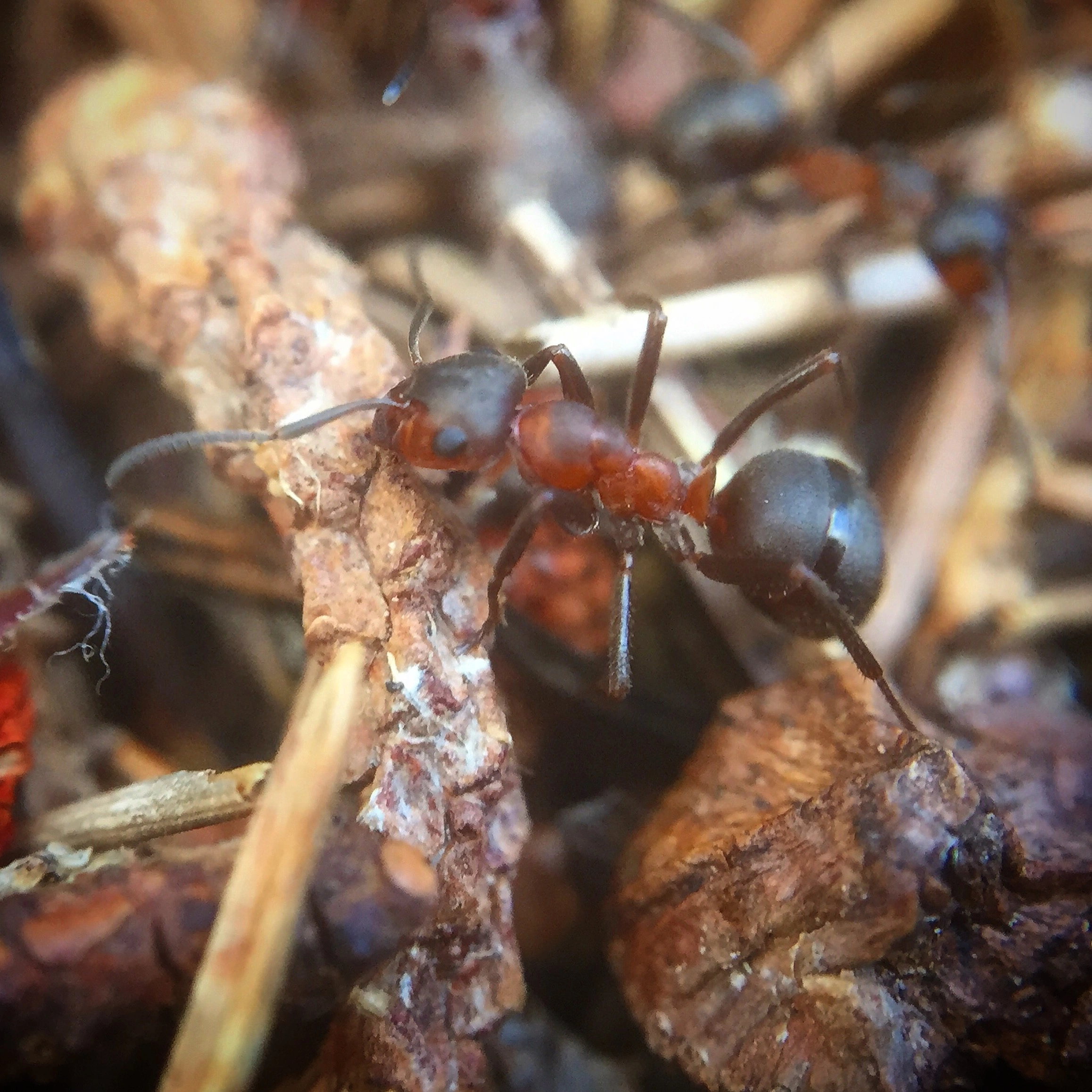 Лесные муравьи. Formica lugubris. Волосистый Лесной муравей. Formica (Formica) lugubris. Formica lugubris самка.