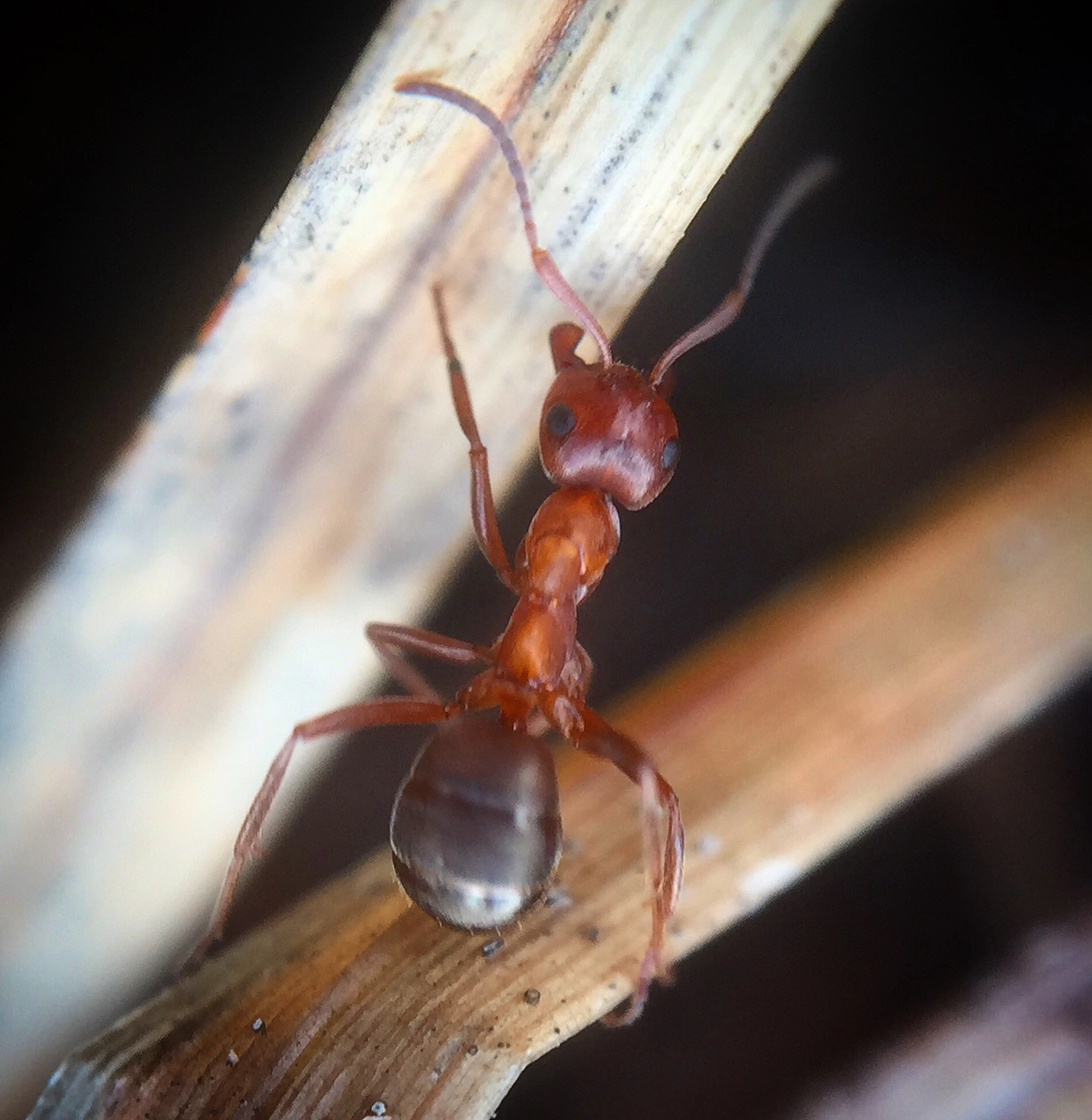 : Formica (Coptoformica) suecica.