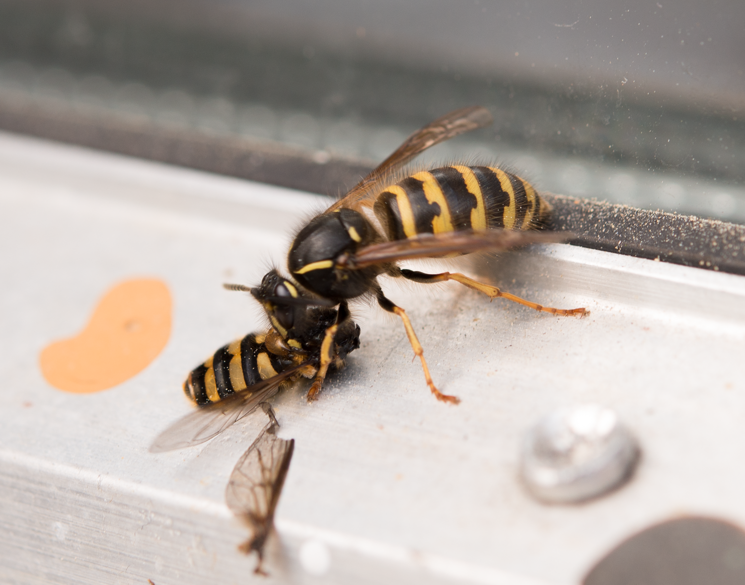 : Vespidae. : Syrphidae.