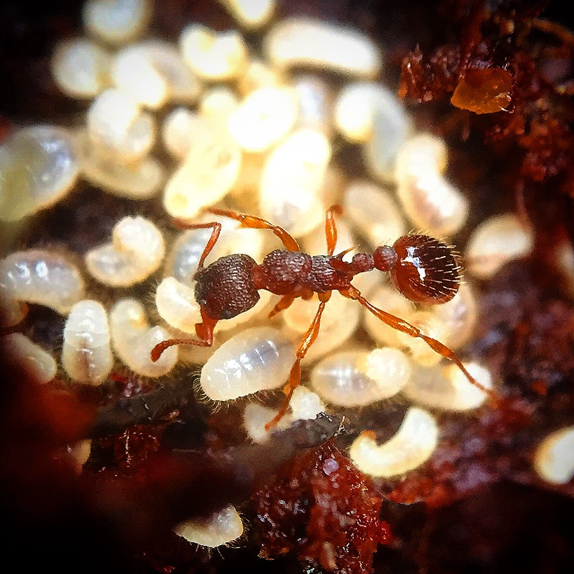 : Myrmica scabrinodis.