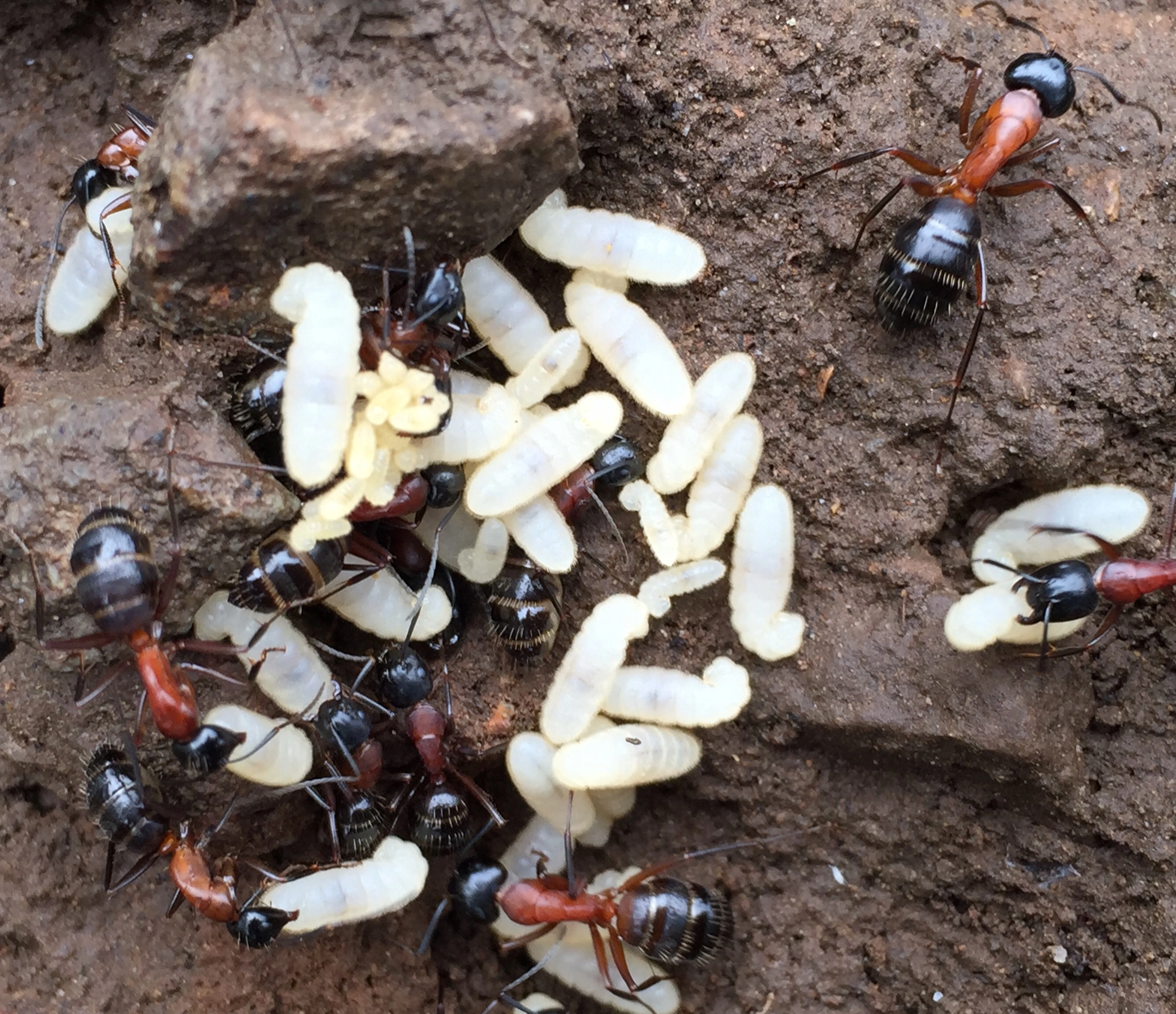 : Camponotus ligniperda.