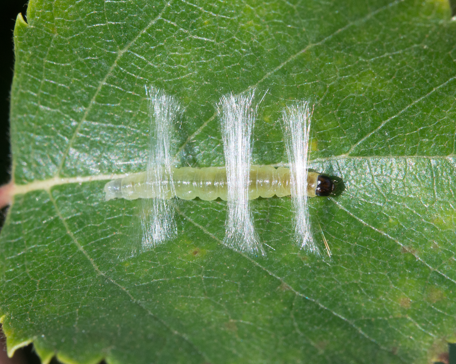 : Lepidoptera.