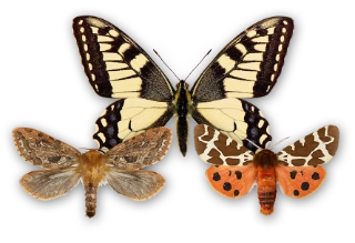 : Lepidoptera.