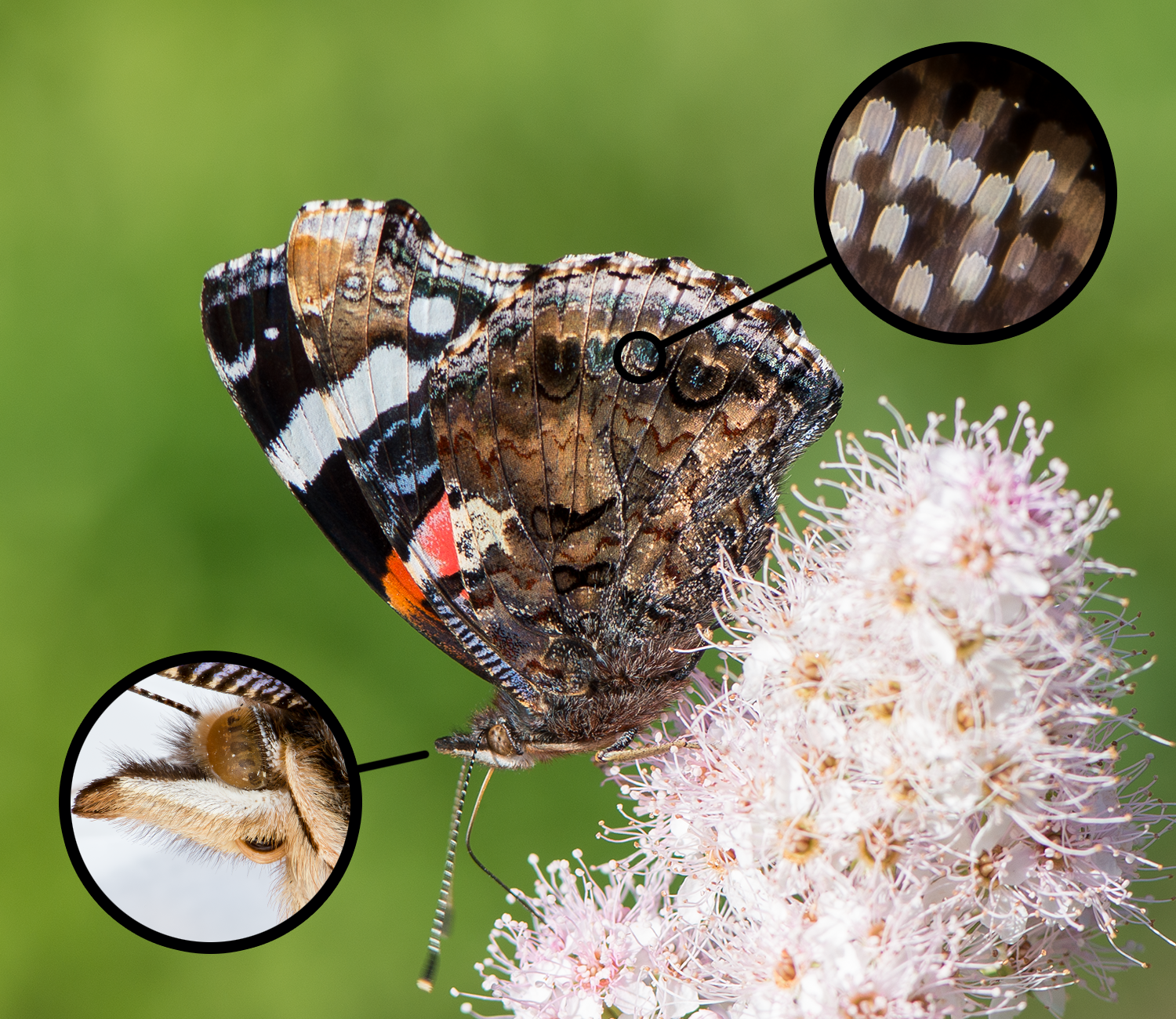 : Vanessa atalanta.