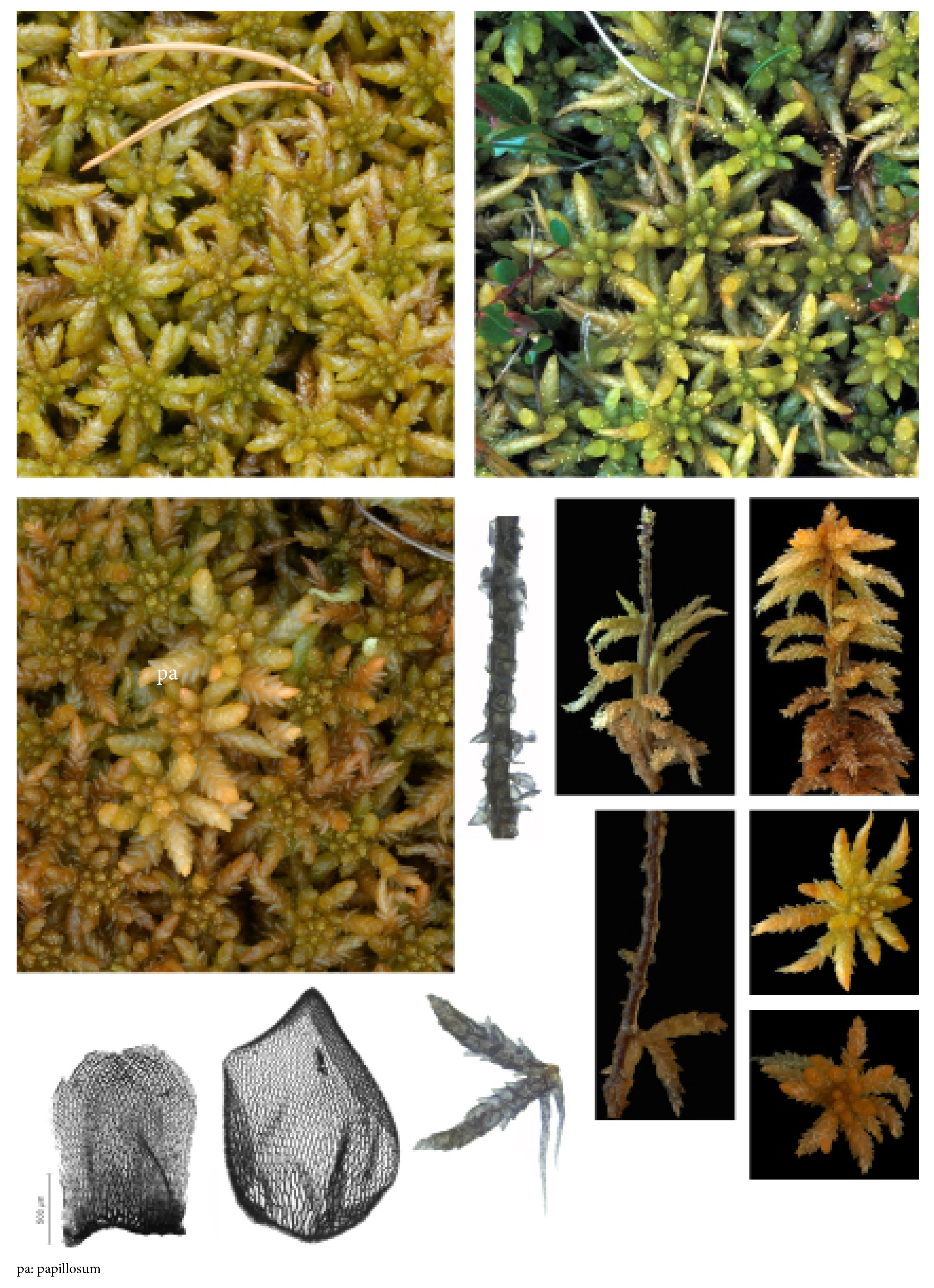 : Sphagnum (Sphagnum) affine.