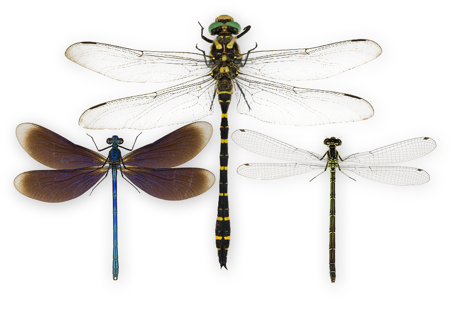 : Odonata.