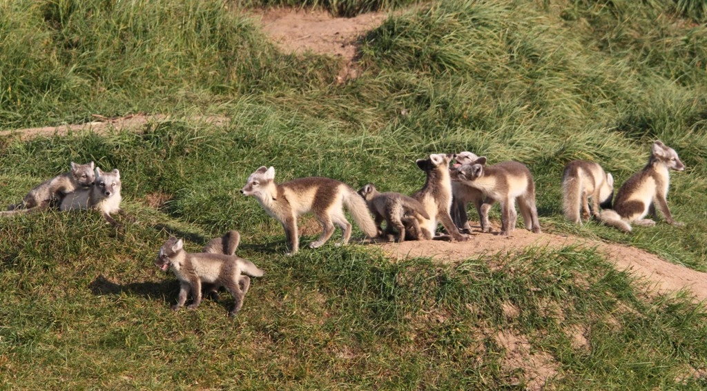 : Vulpes lagopus.