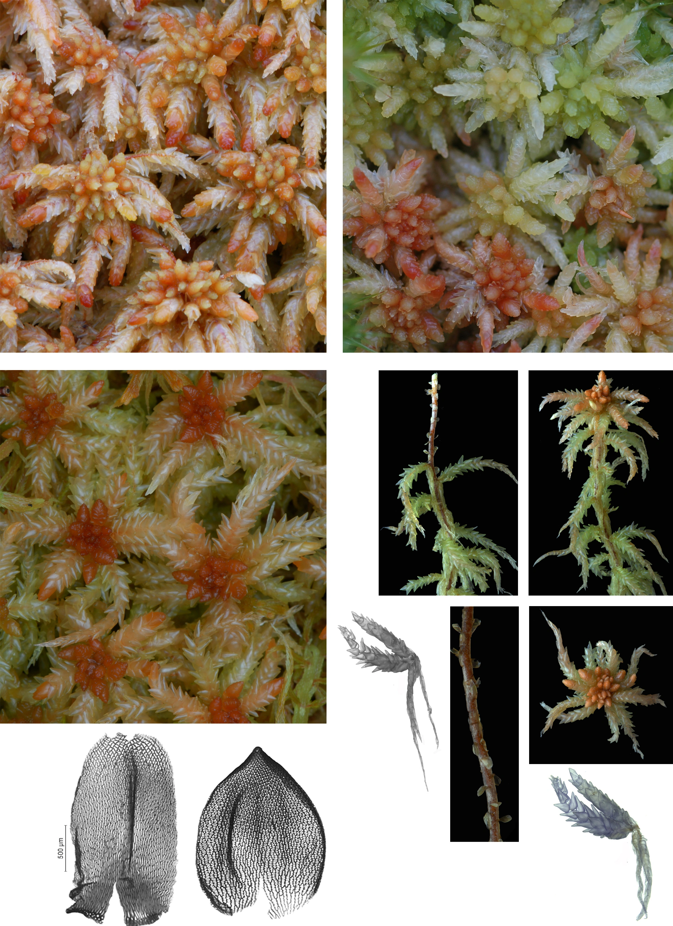 : Sphagnum palustre.