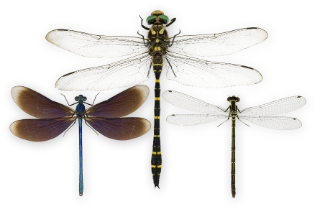 : Odonata.