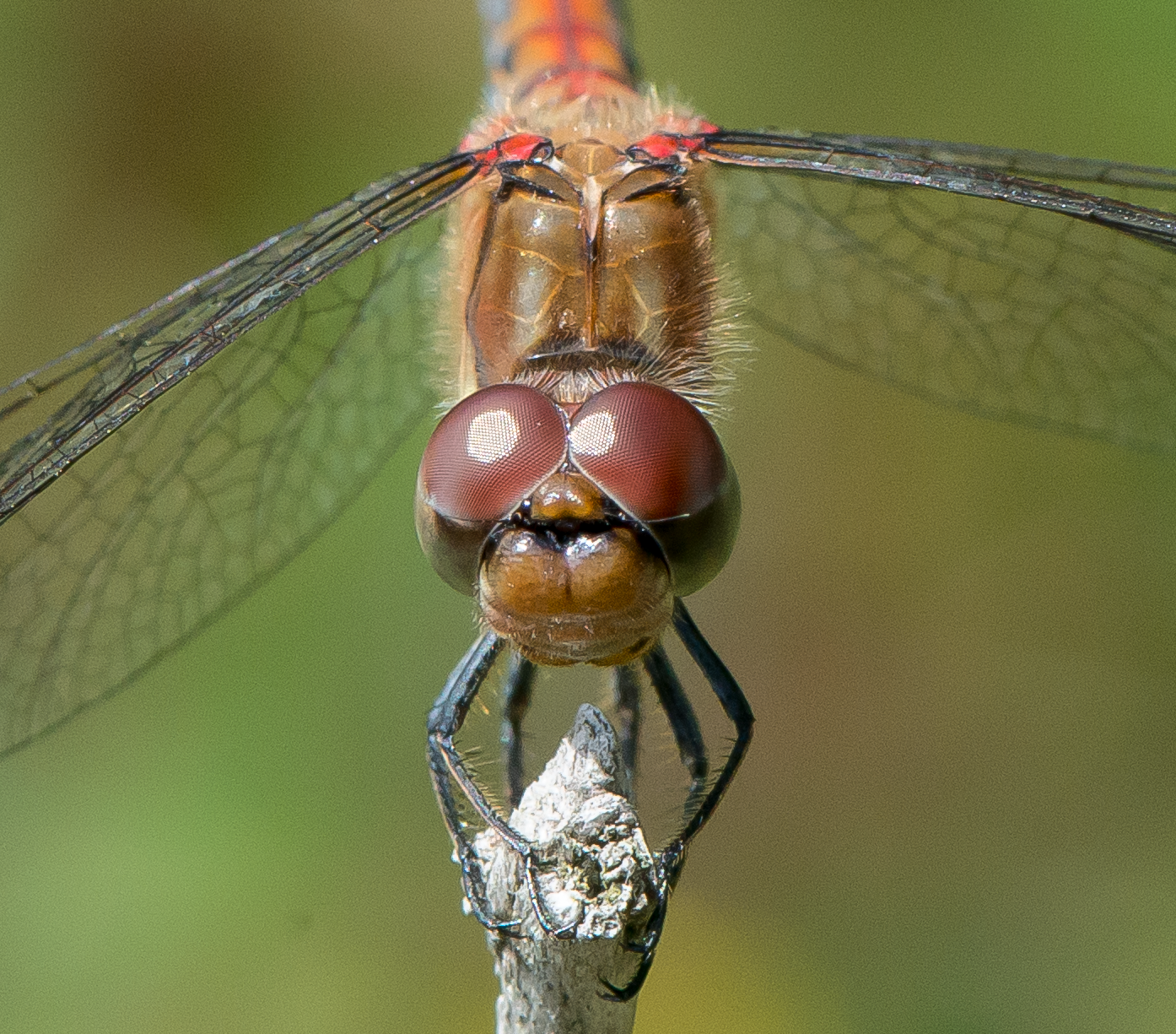 : Sympetrum striolatum.