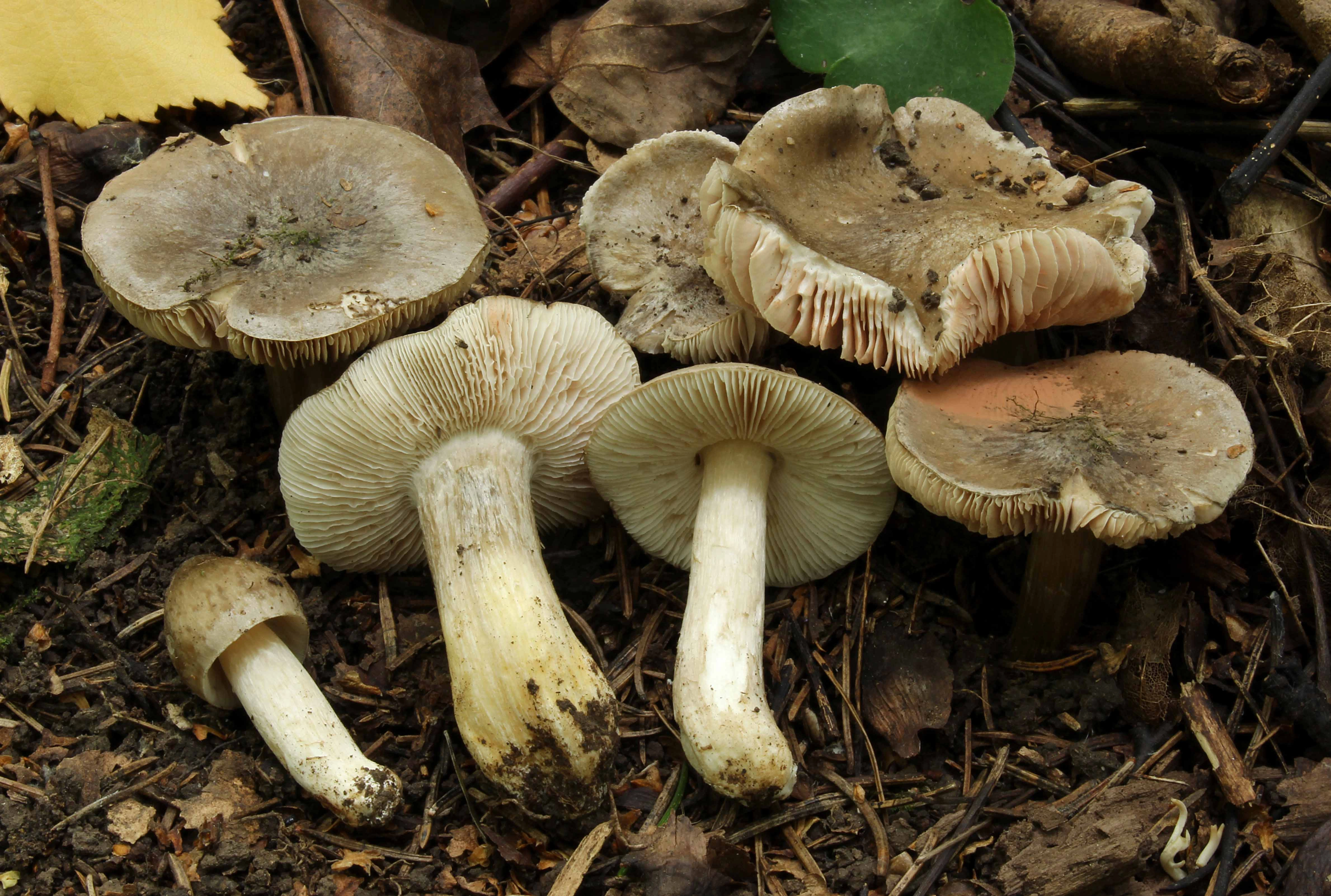 : Entoloma luteobasis.