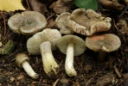 : Entoloma luteobasis.