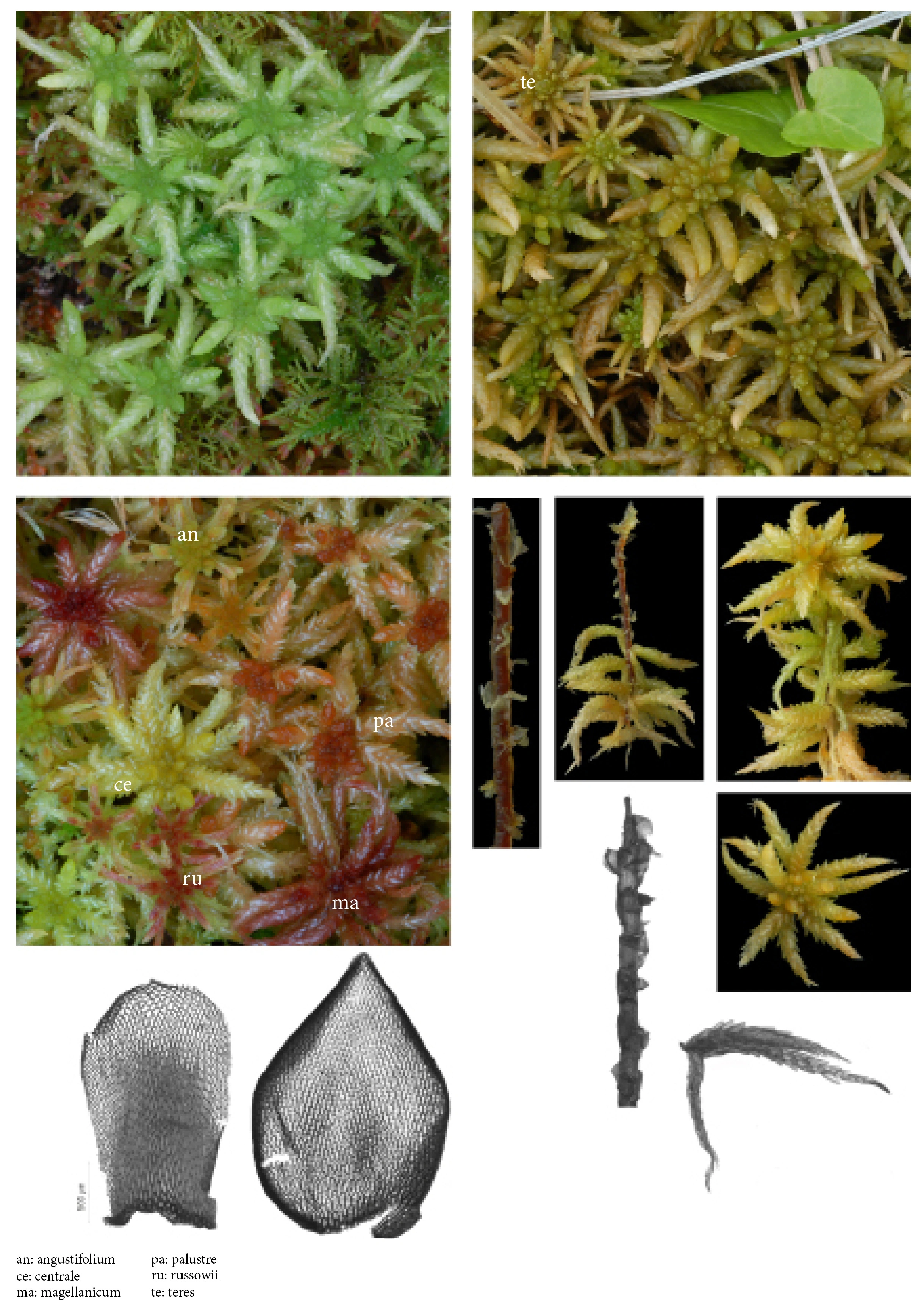 : Sphagnum (Sphagnum) centrale.