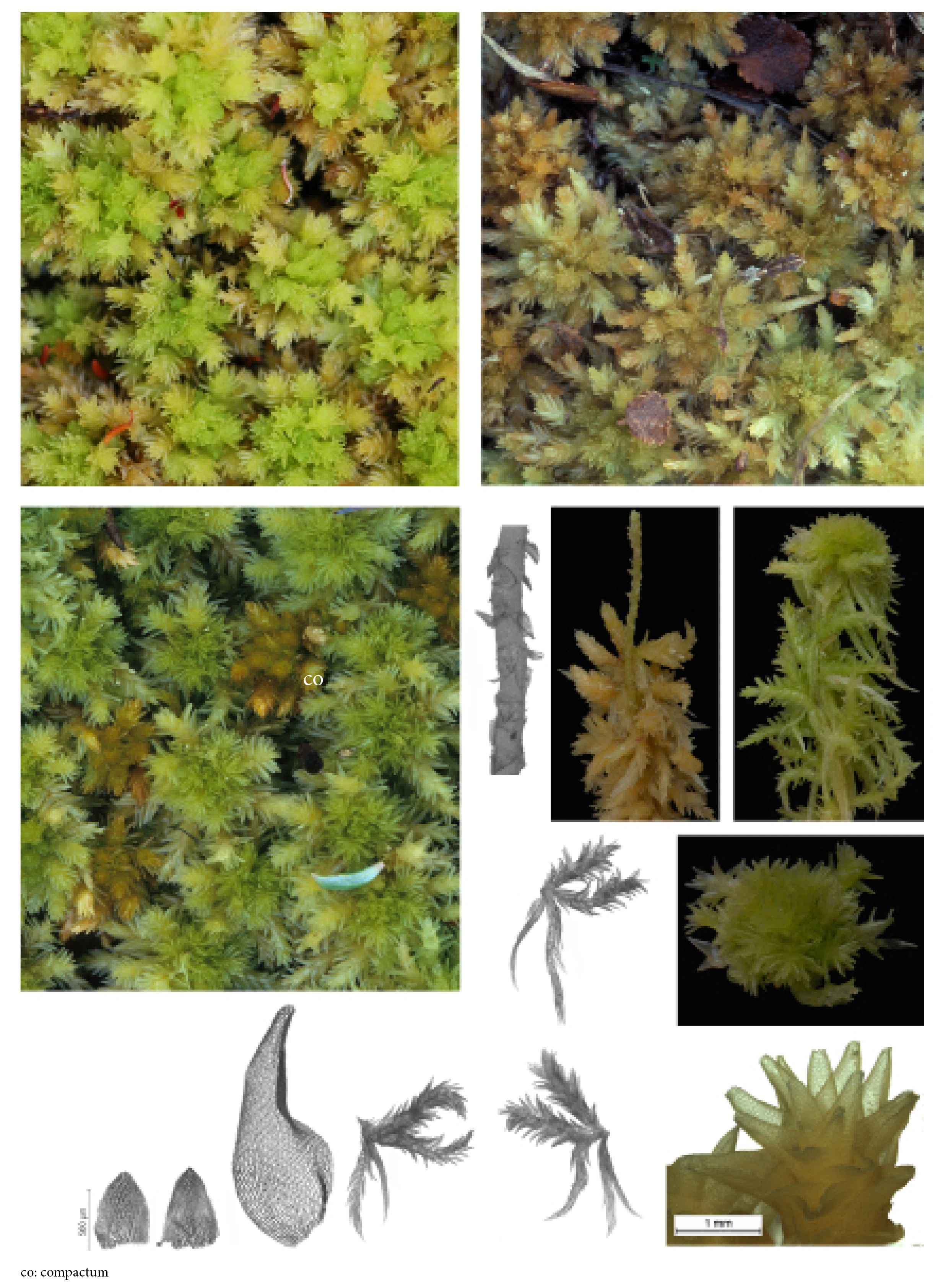 : Sphagnum (Rigida) strictum.