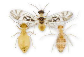 : Psocoptera.