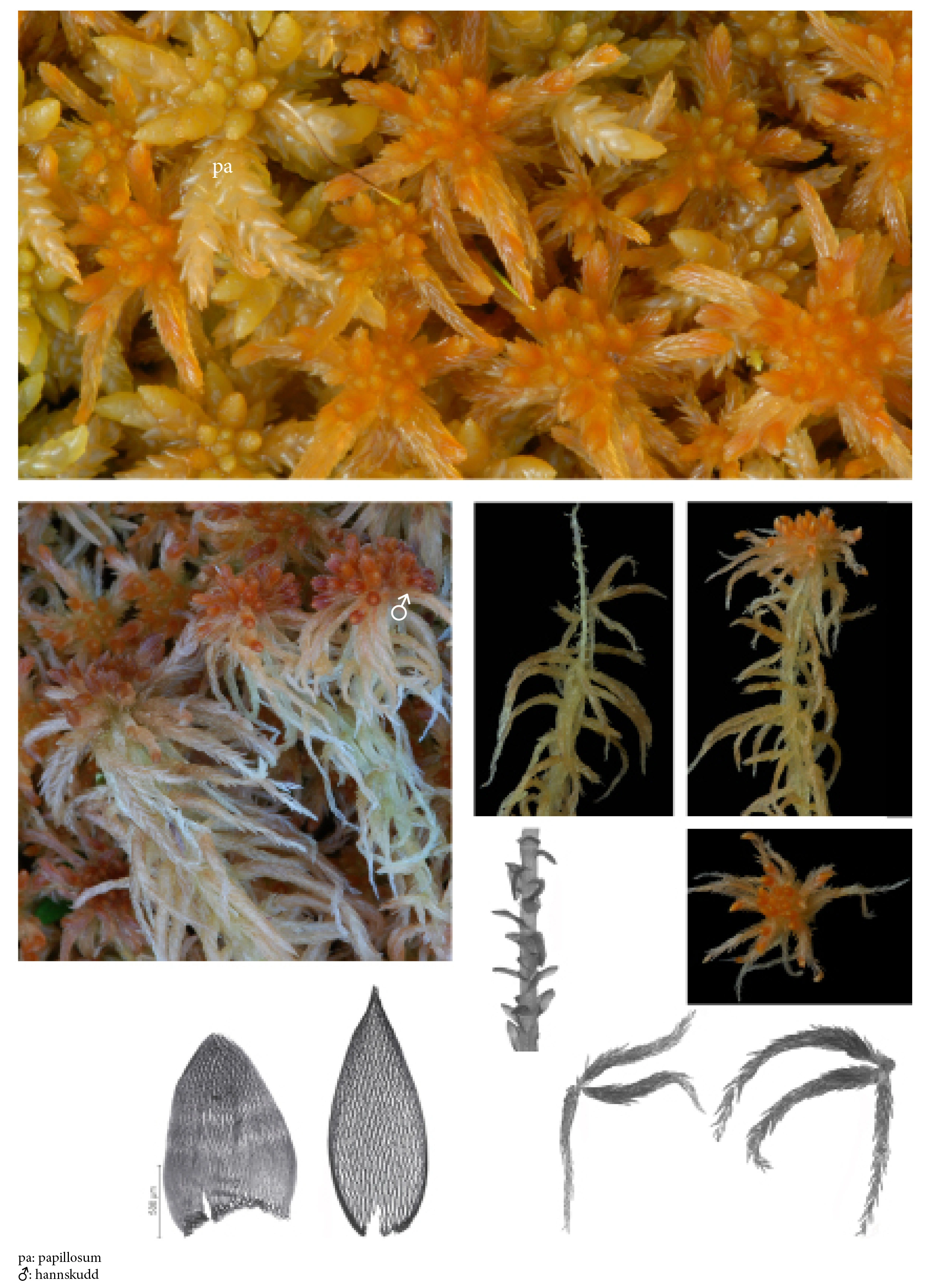 : Sphagnum troendelagicum.