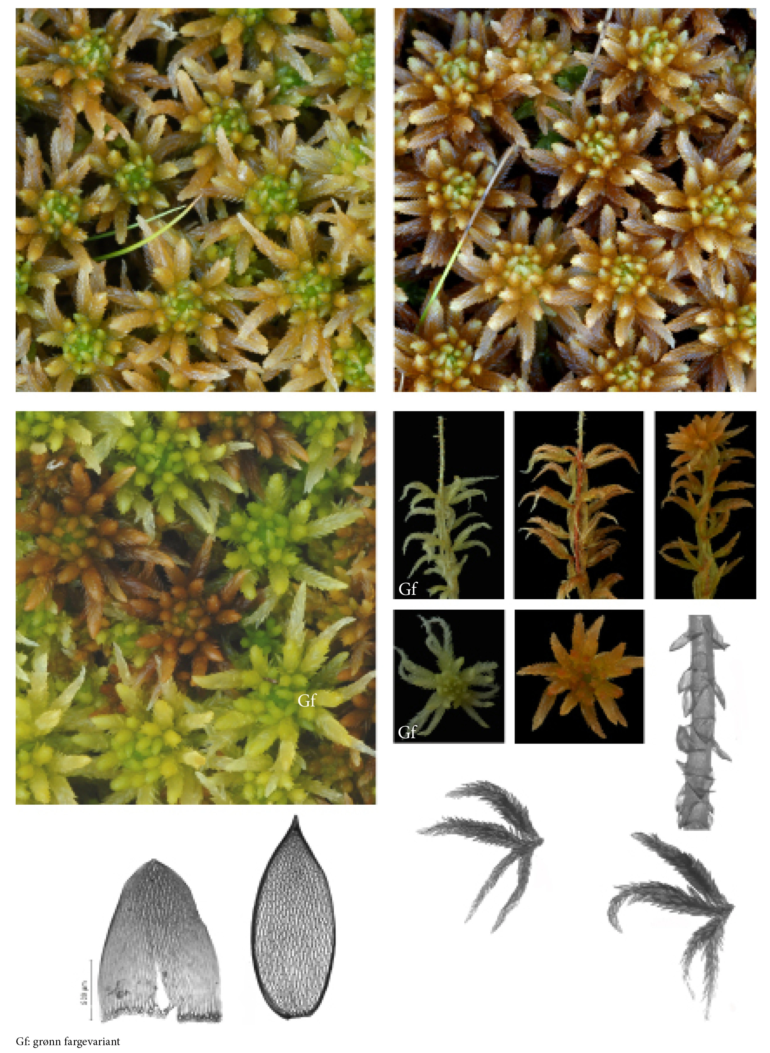 : Sphagnum (Cuspidata) pulchrum.