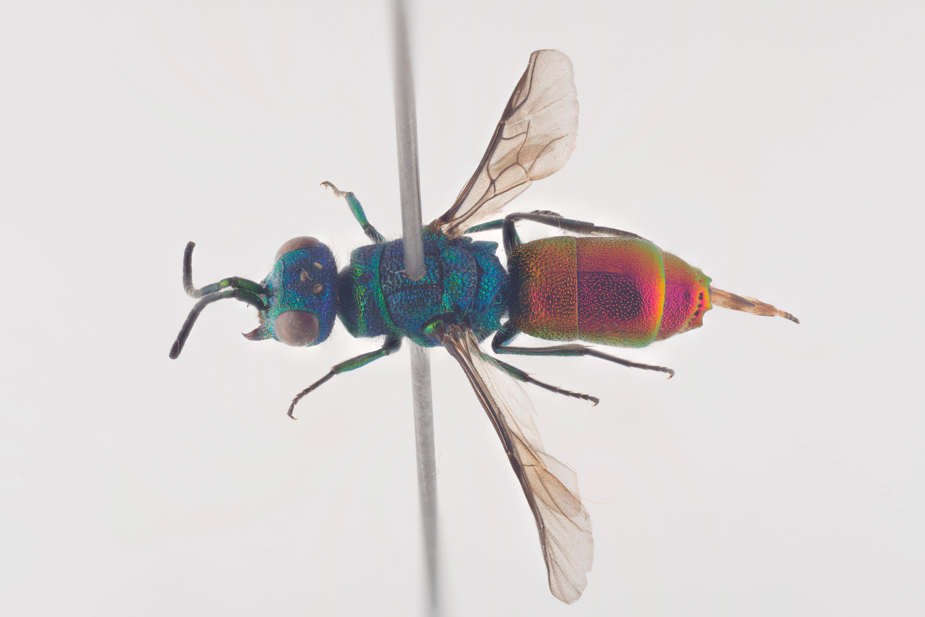 : Chrysis angustula.