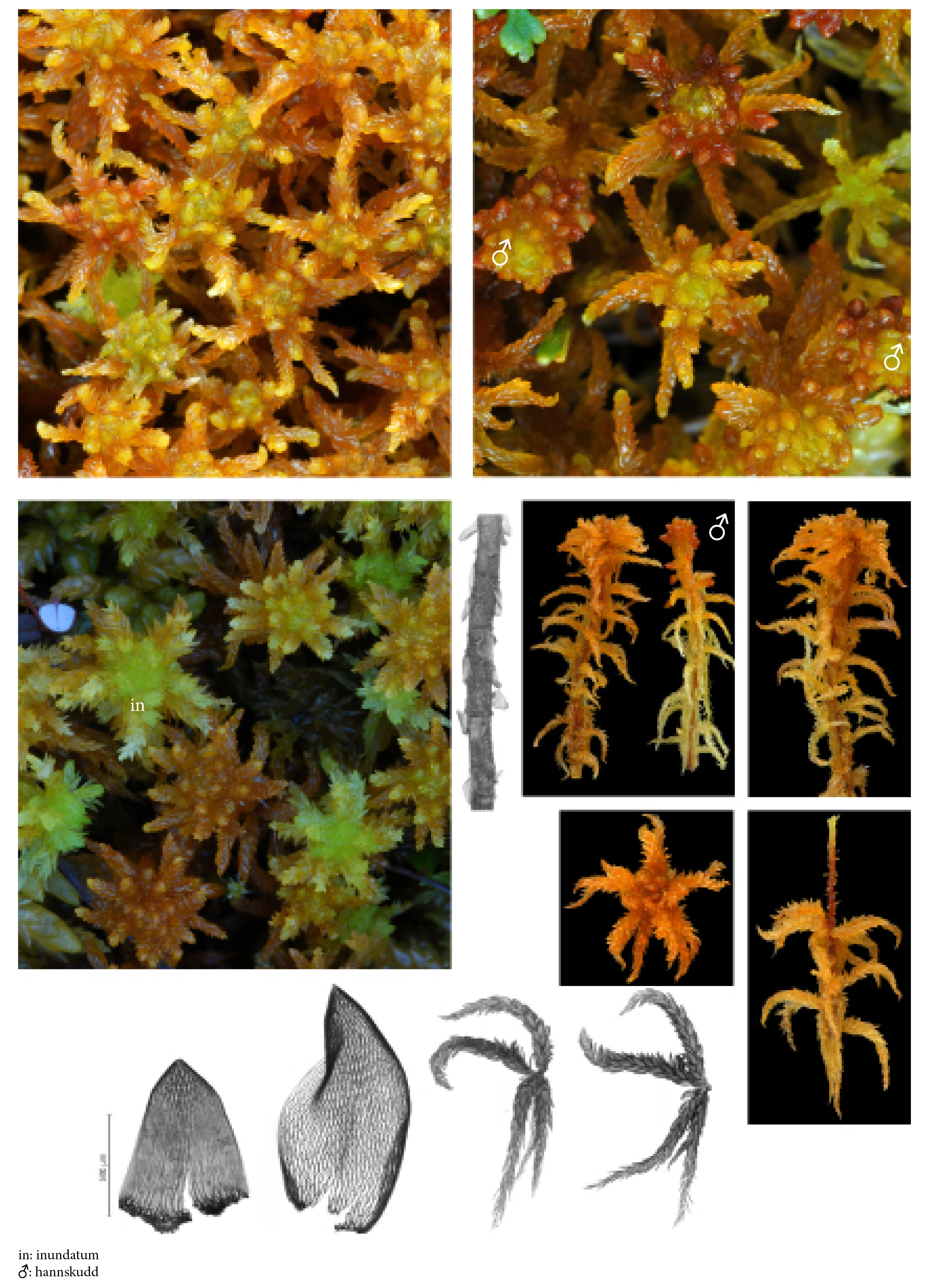 : Sphagnum (Subsecunda) subsecundum.