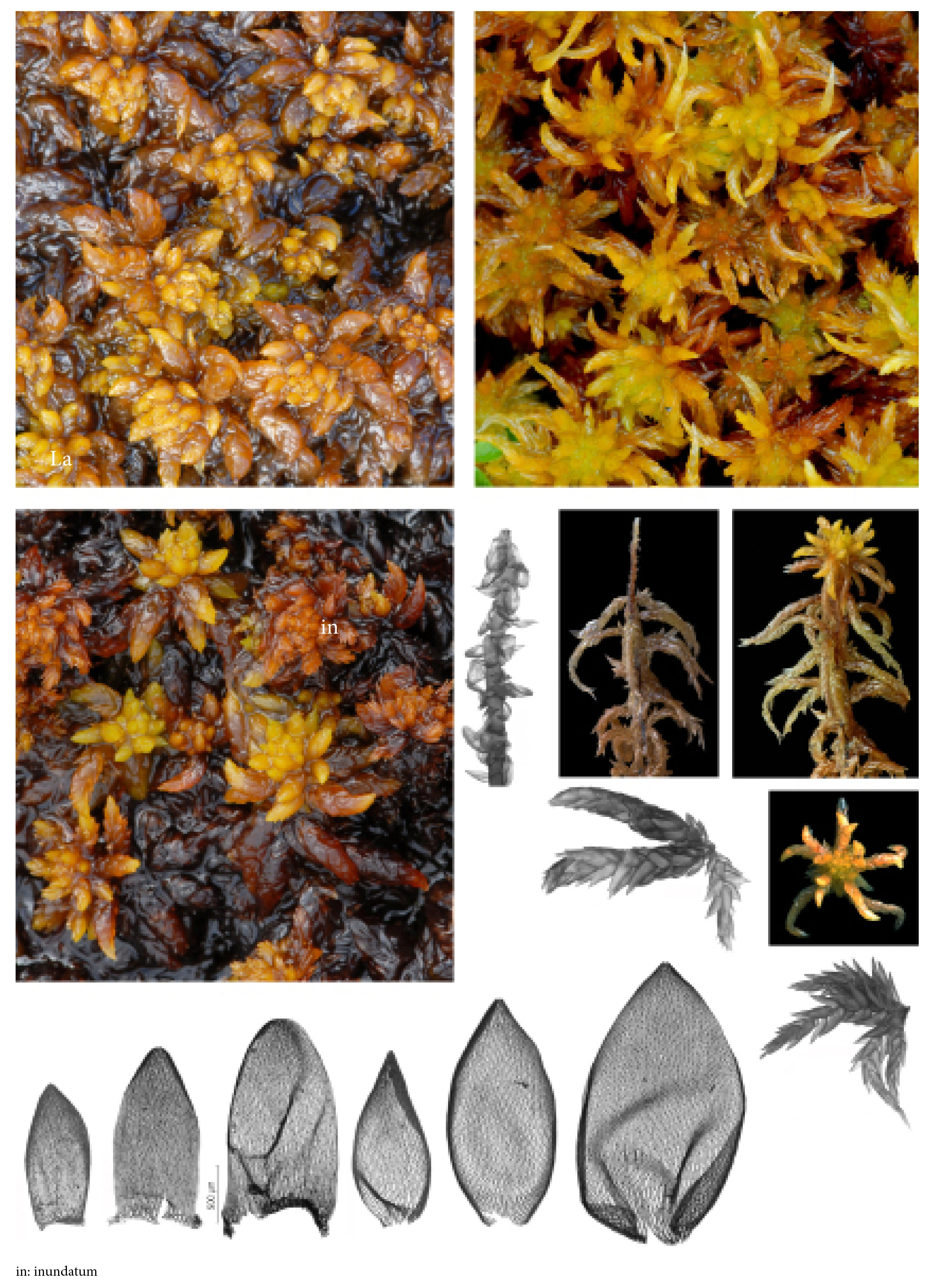 : Sphagnum (Subsecunda) auriculatum.