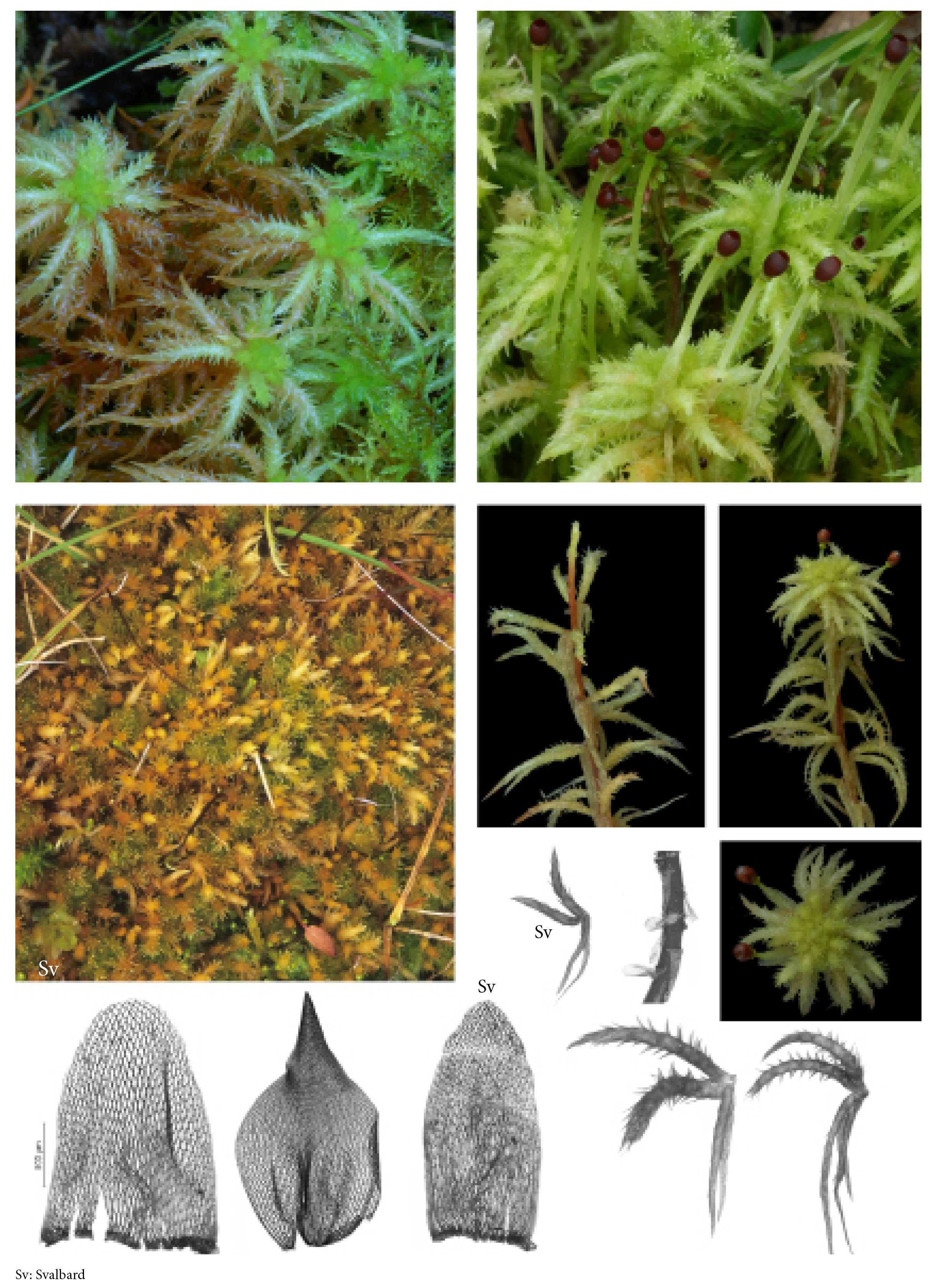 : Sphagnum (Acutifolia) squarrosum.