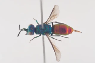 : Chrysis angustula.