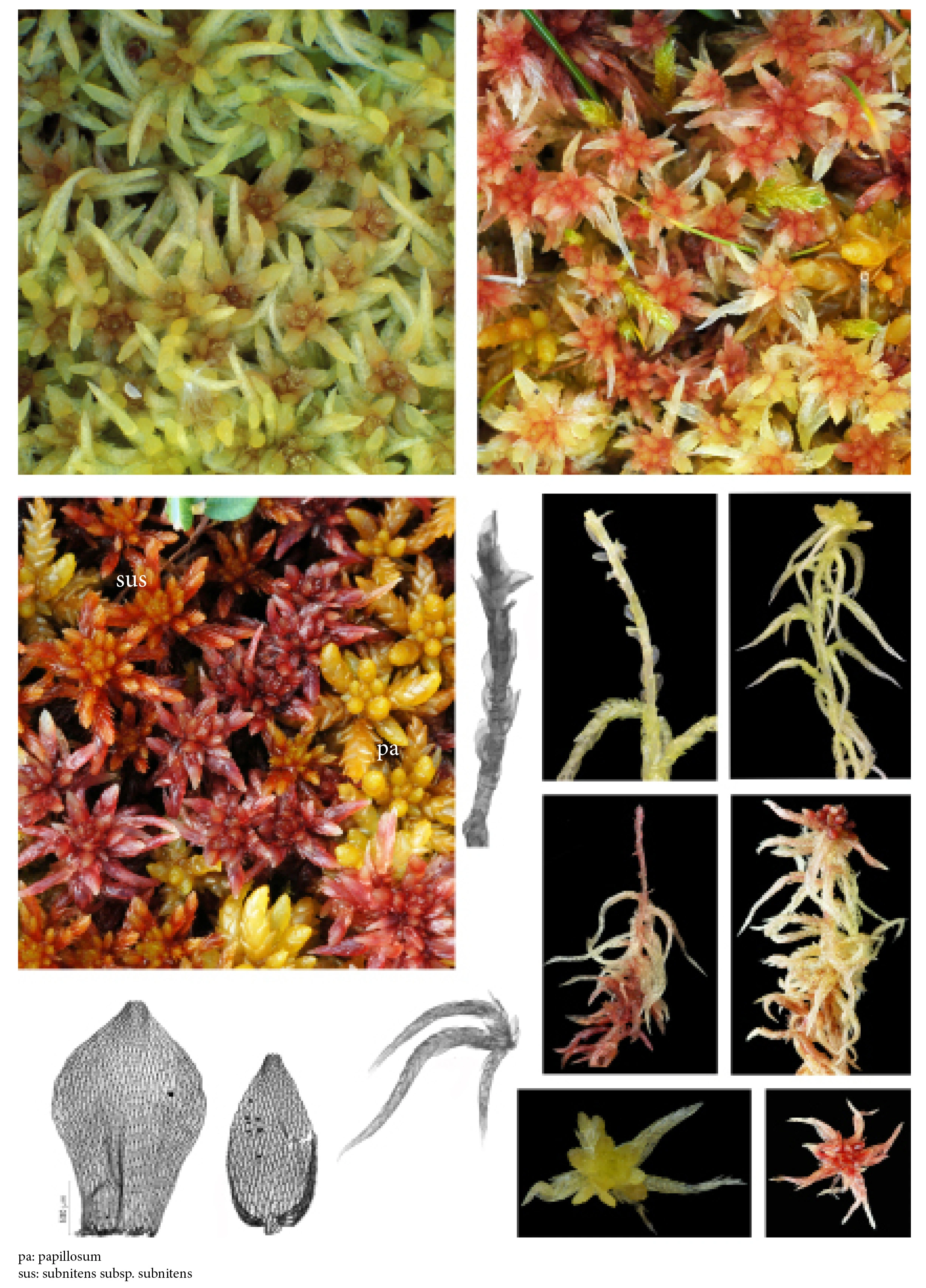 : Sphagnum (Acutifolia) angermanicum.