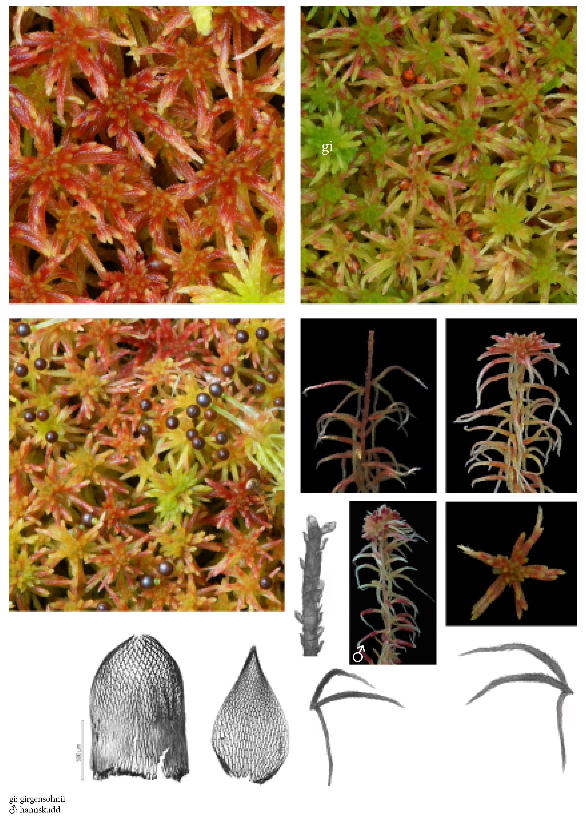 : Sphagnum (Acutifolia) russowii.