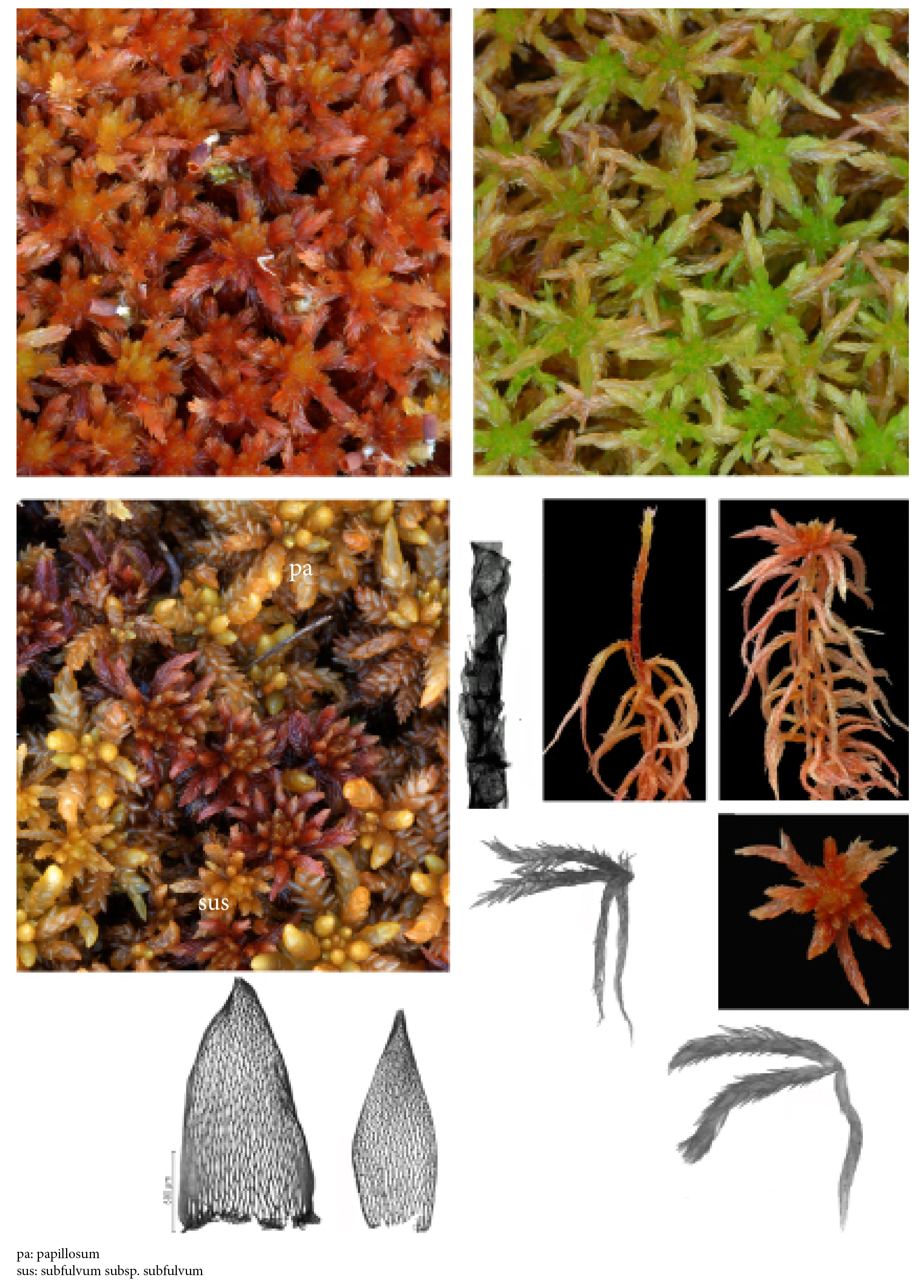 : Sphagnum subnitens subnitens.