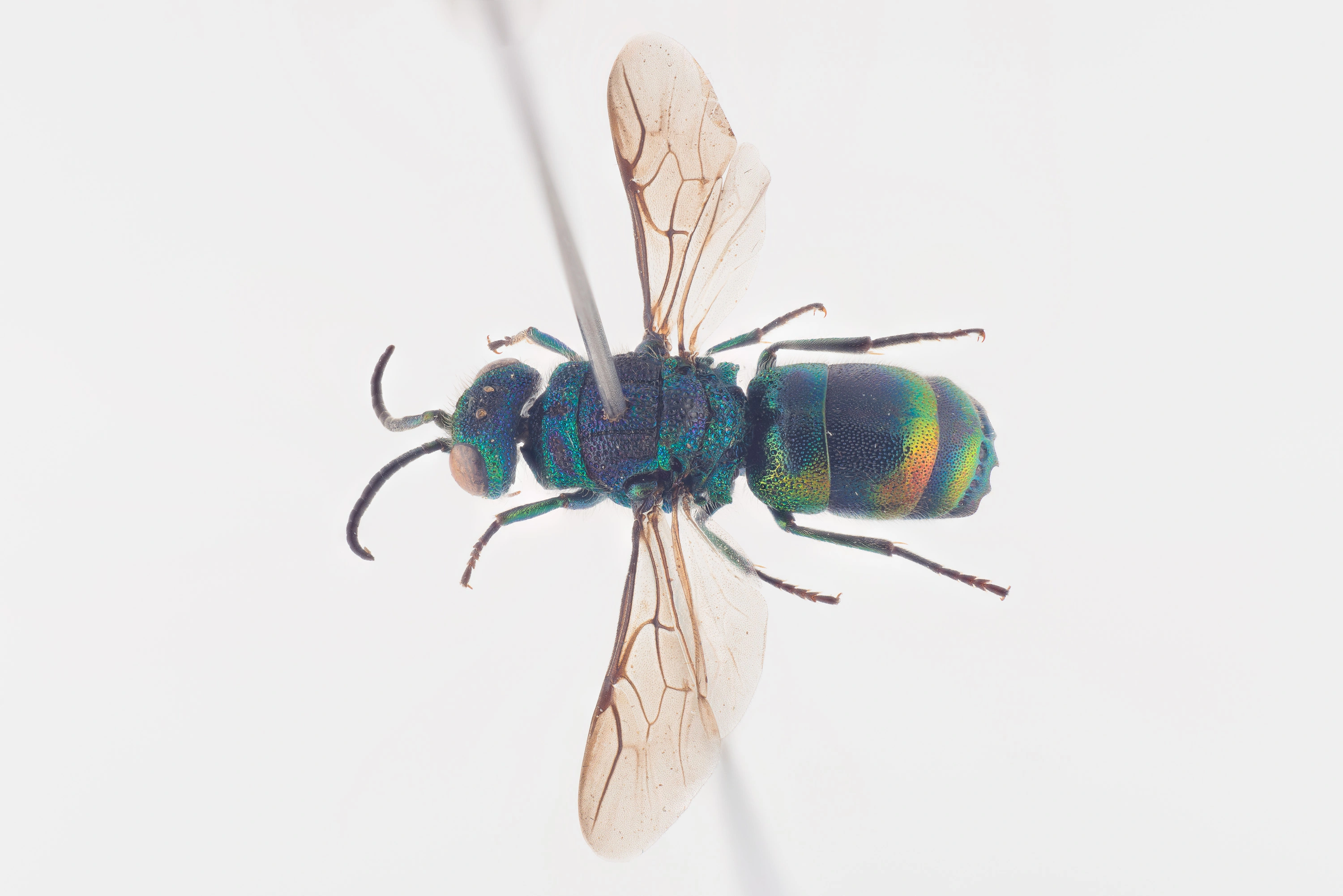 : Chrysis equestris.