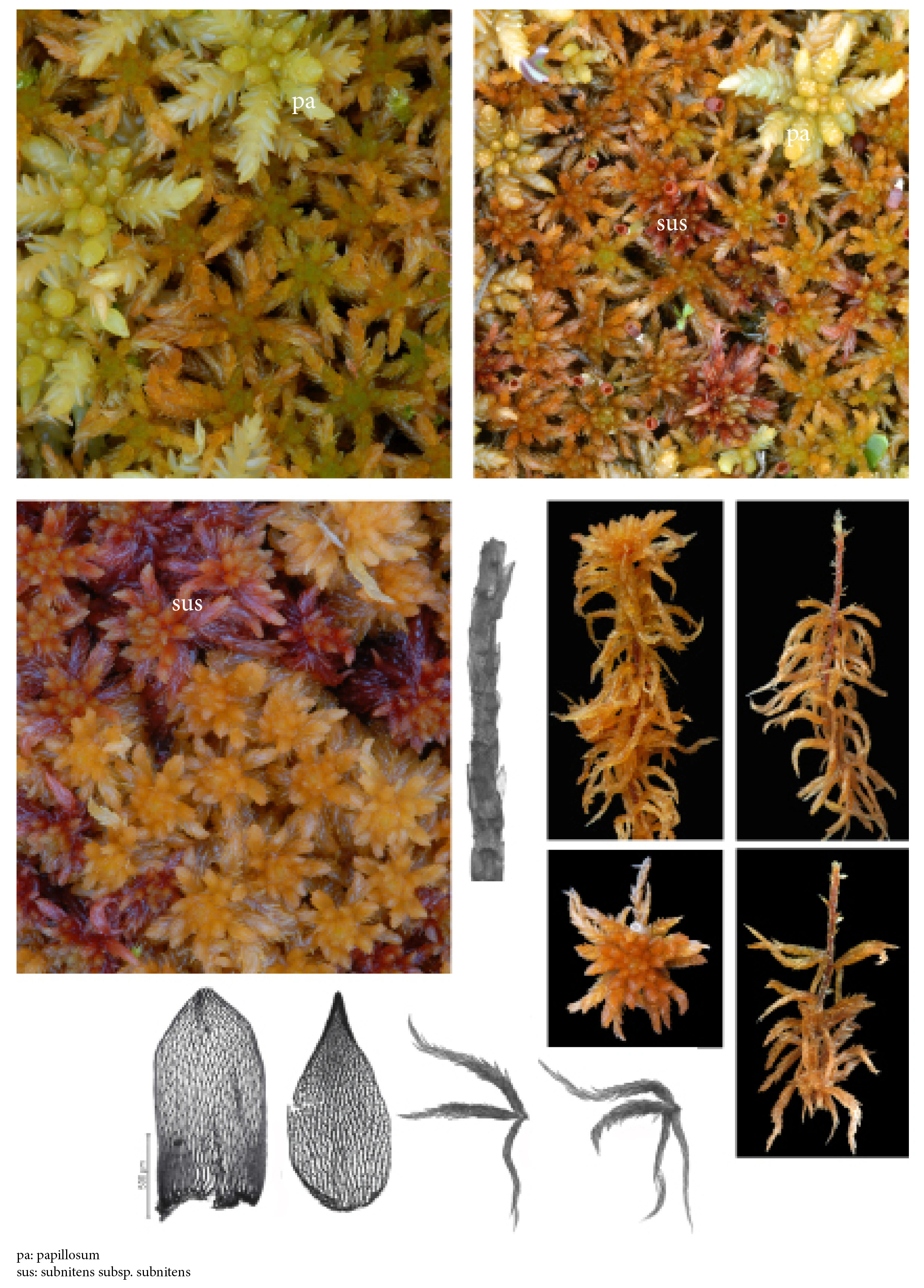 : Sphagnum subfulvum subfulvum.