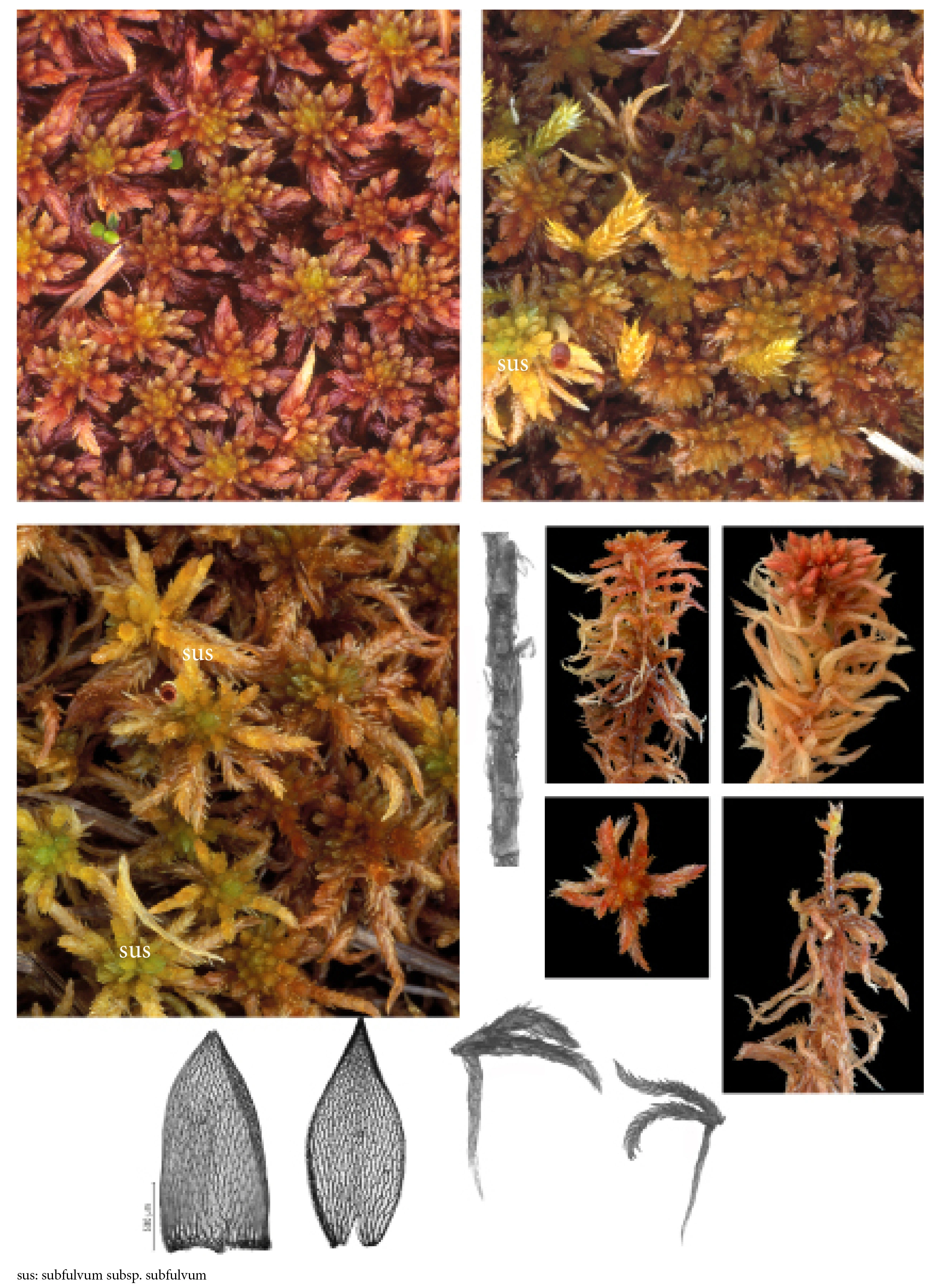 : Sphagnum subfulvum purpureum.