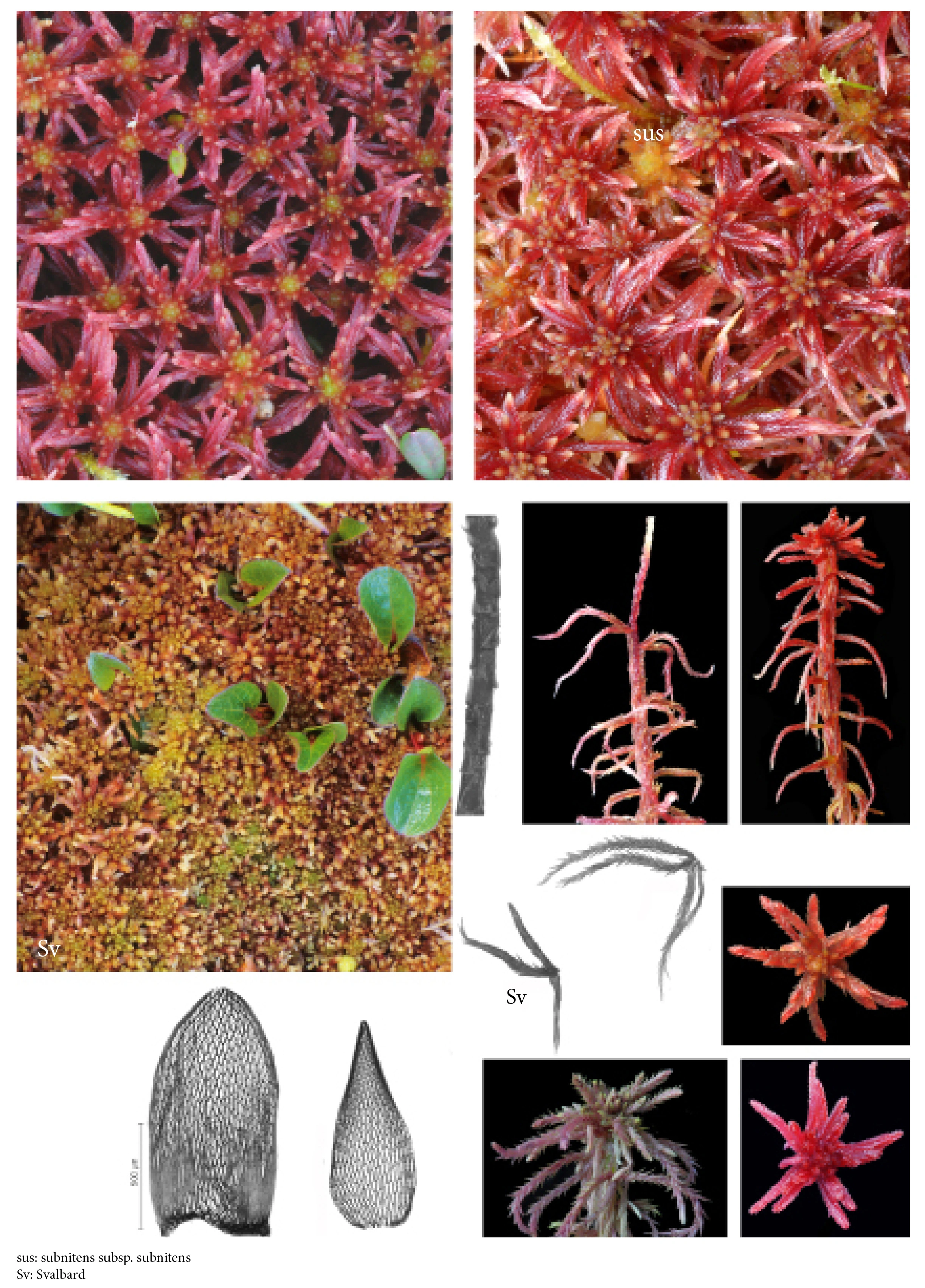 : Sphagnum (Acutifolia) warnstorfii.