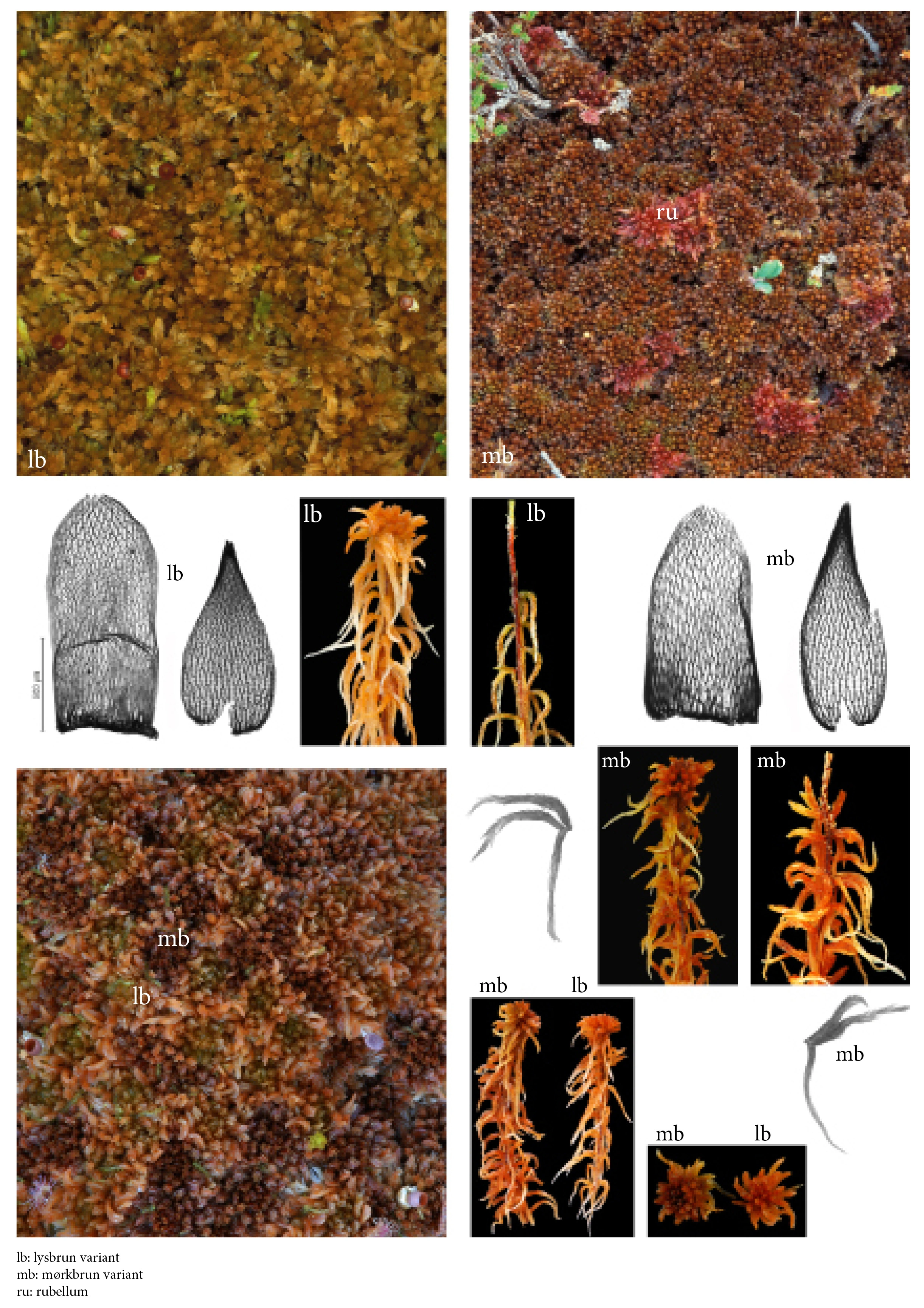 : Sphagnum (Acutifolia) fuscum.