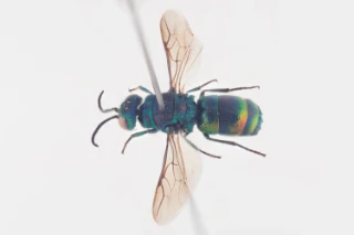 : Chrysis equestris.