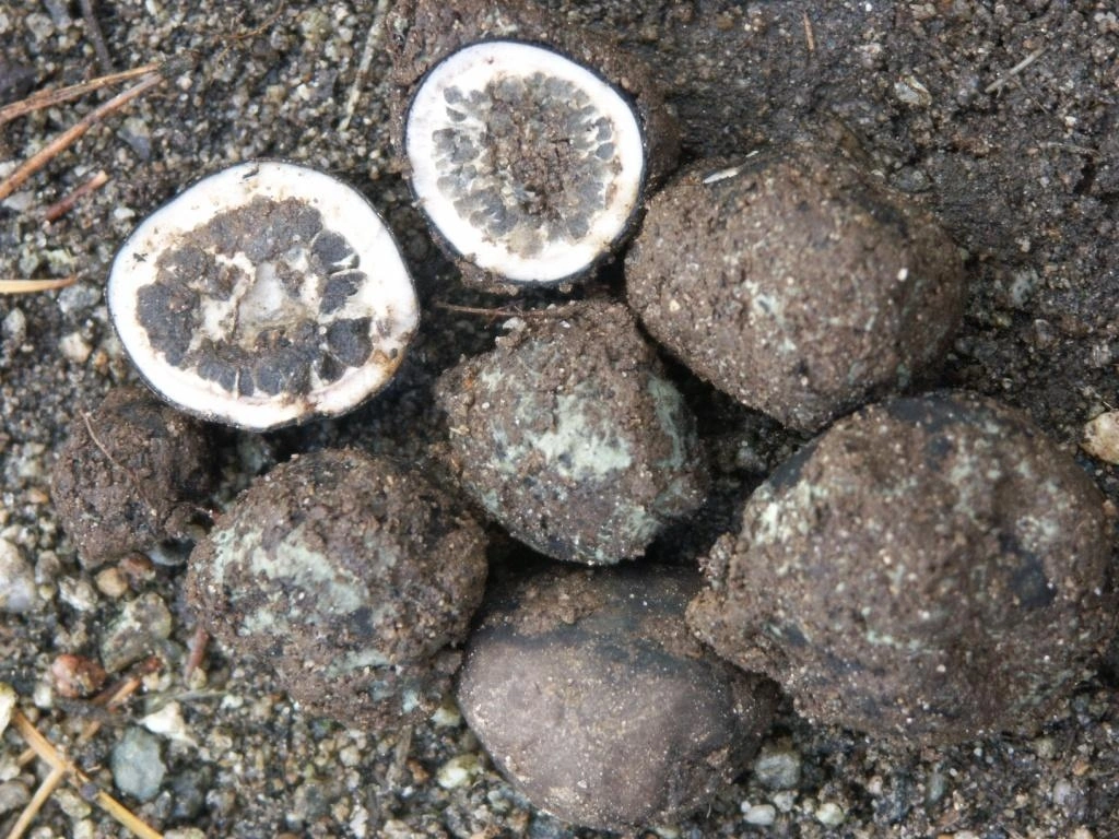 : Elaphomyces maculatus.