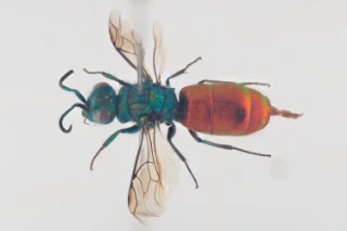 : Chrysura hirsuta.