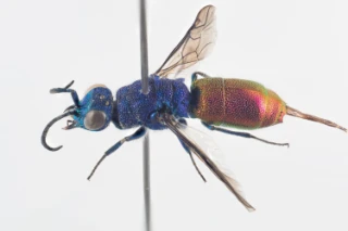 : Chrysis terminata.