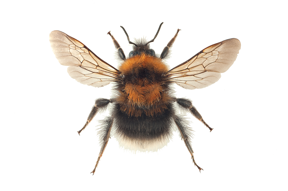 : Bombus (Pyrobombus) cingulatus.