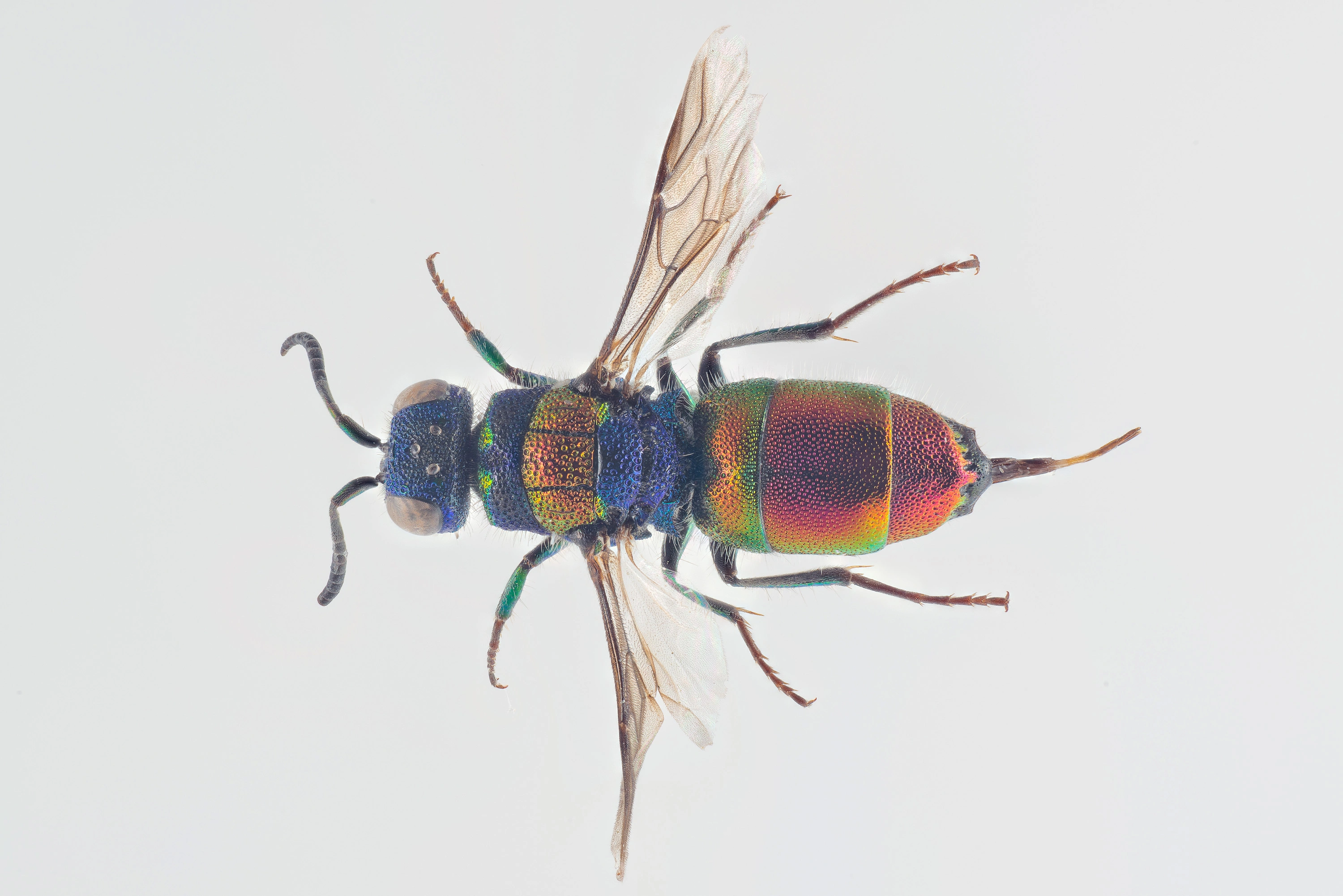 : Chrysis illigeri.