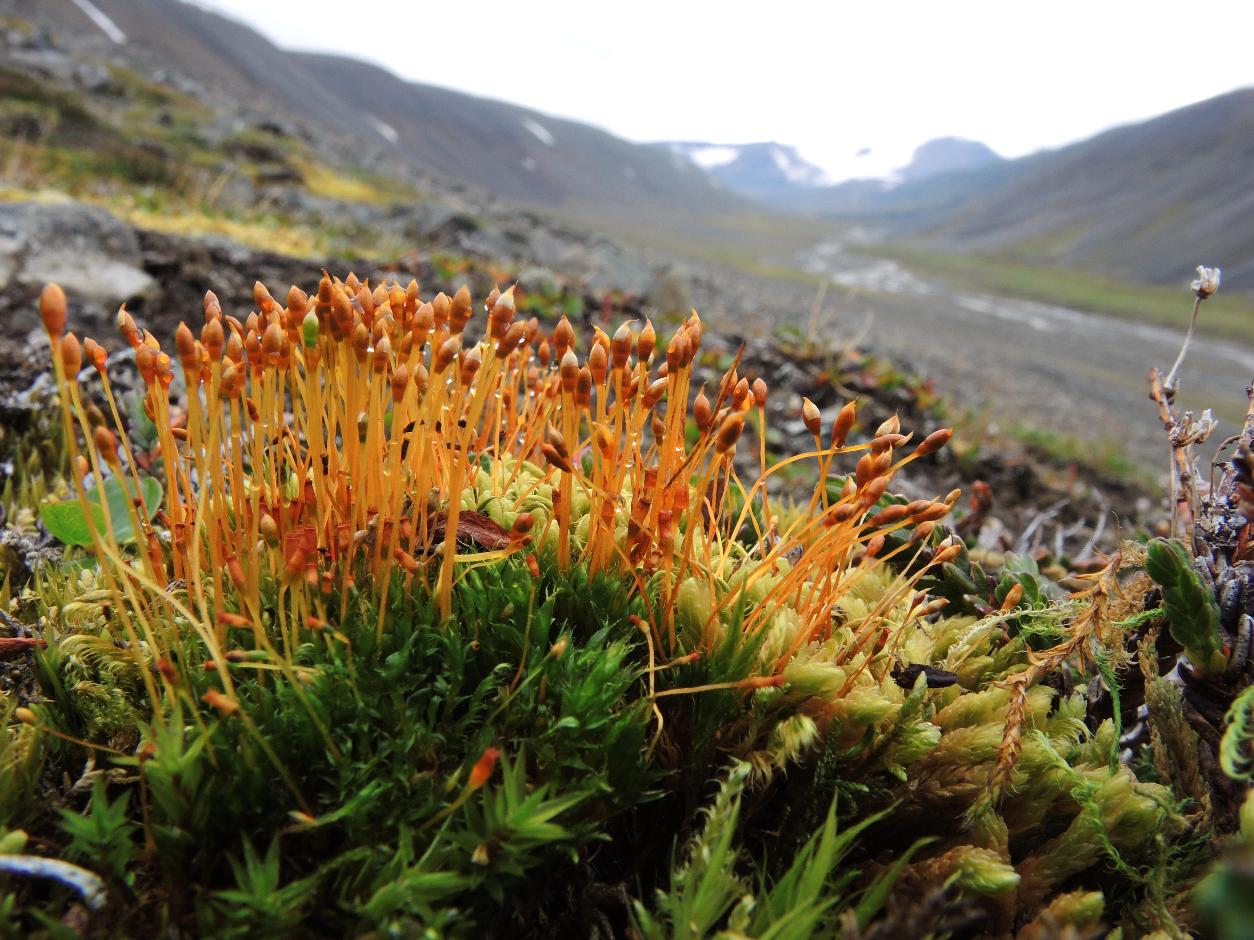 : Tetraplodon paradoxus.