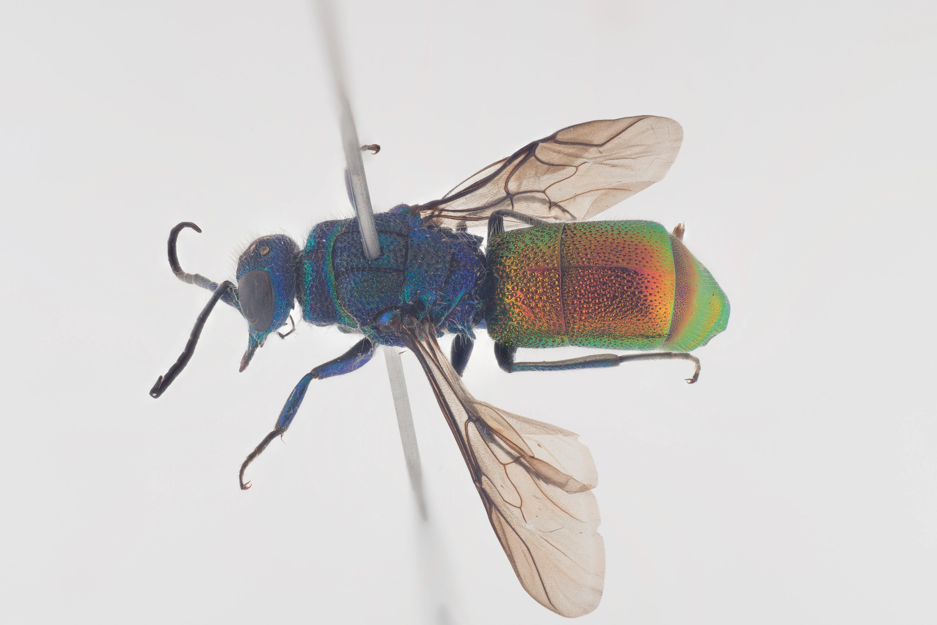 : Chrysis longula.