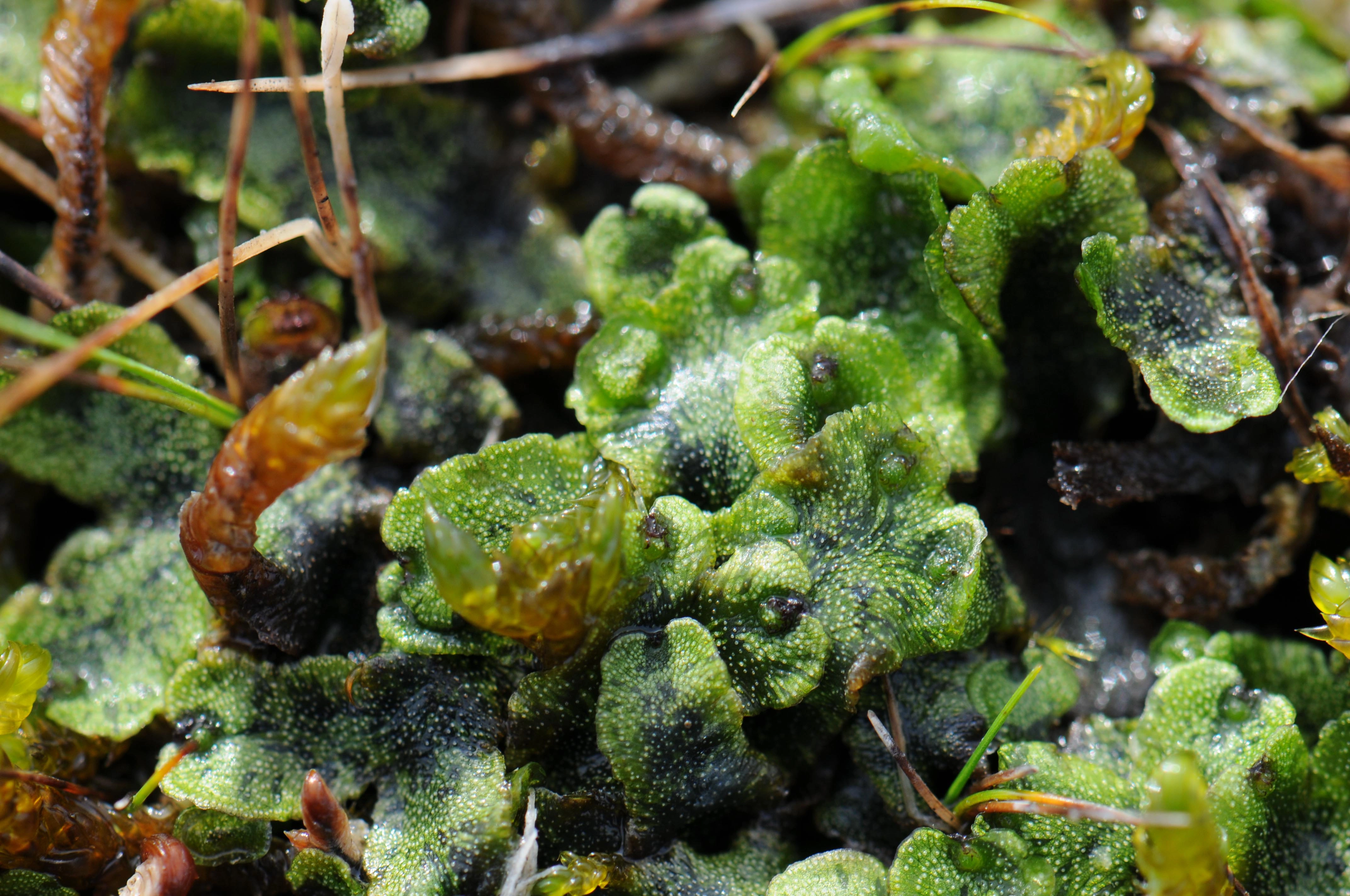 : Marchantia quadrata.