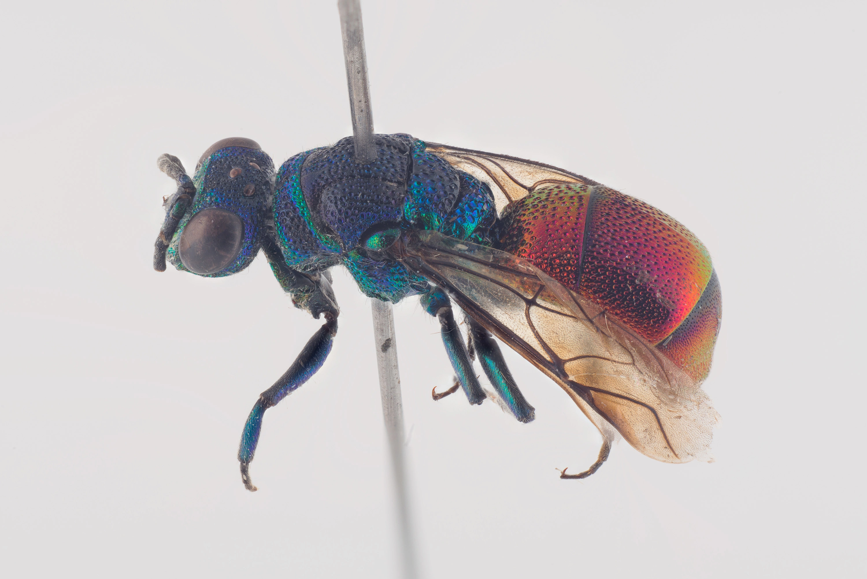 : Chrysis parabrevitarsis.